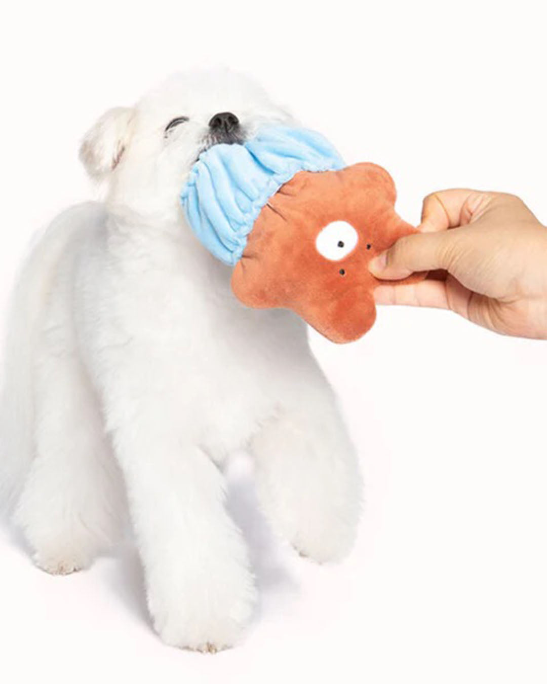 Crinkle Squeaker Nosework Toy - Walking Bear