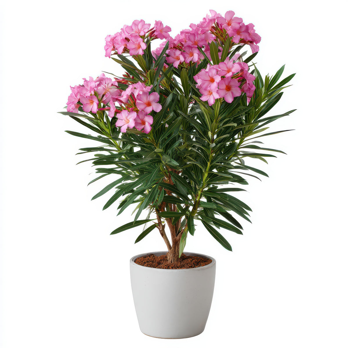 Oleander, a highly toxic plant for pets