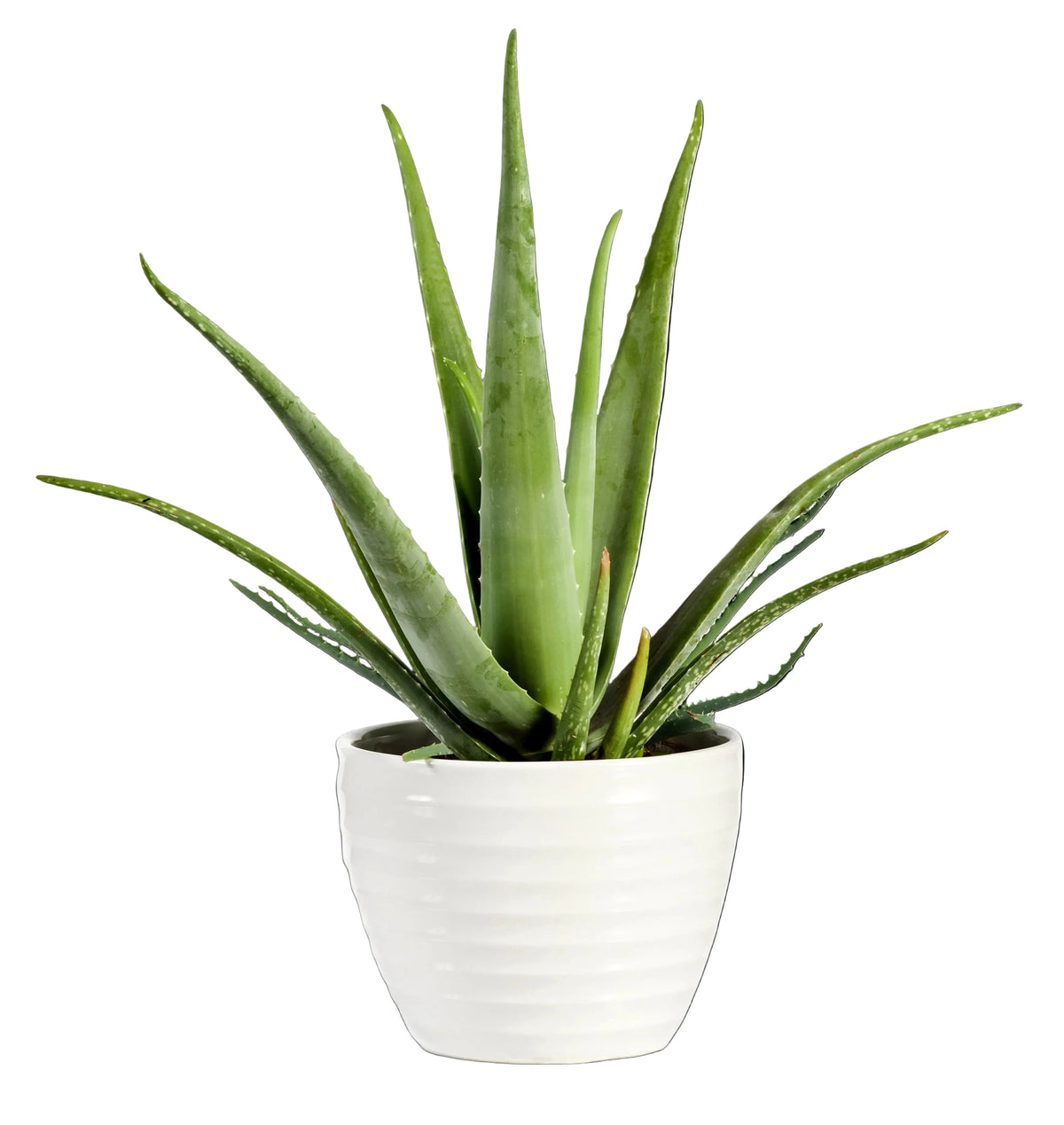 Aloe vera, a plant toxic to pets