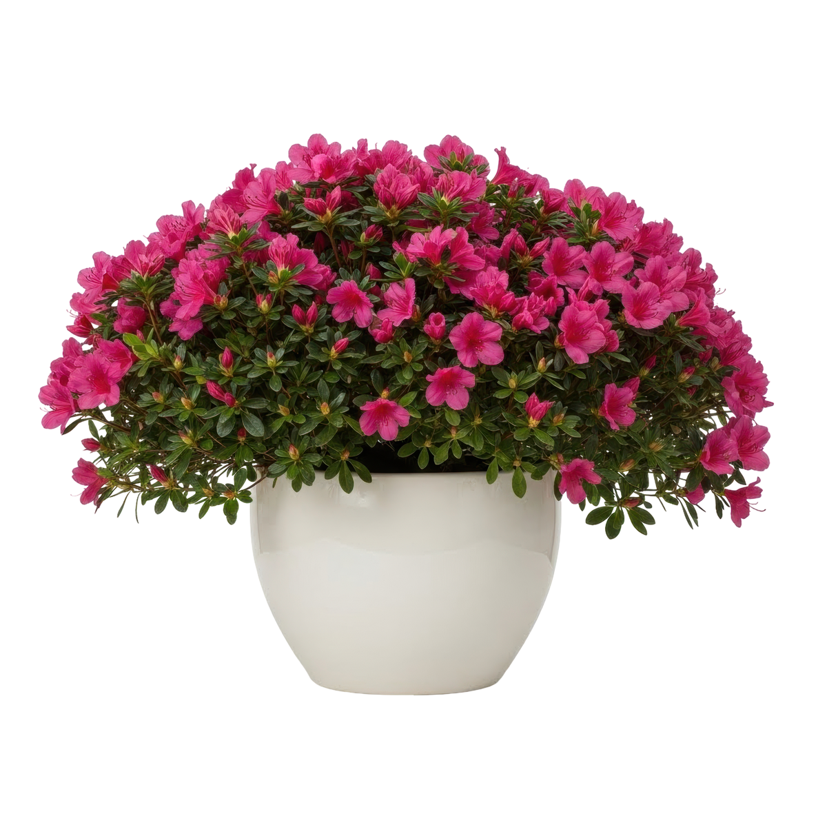 Azaleas, which are toxic to pets