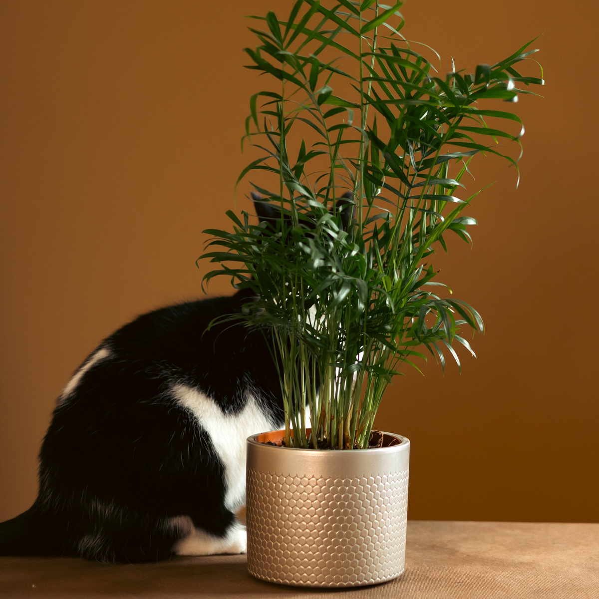 Parlor palm, a pet-safe houseplant