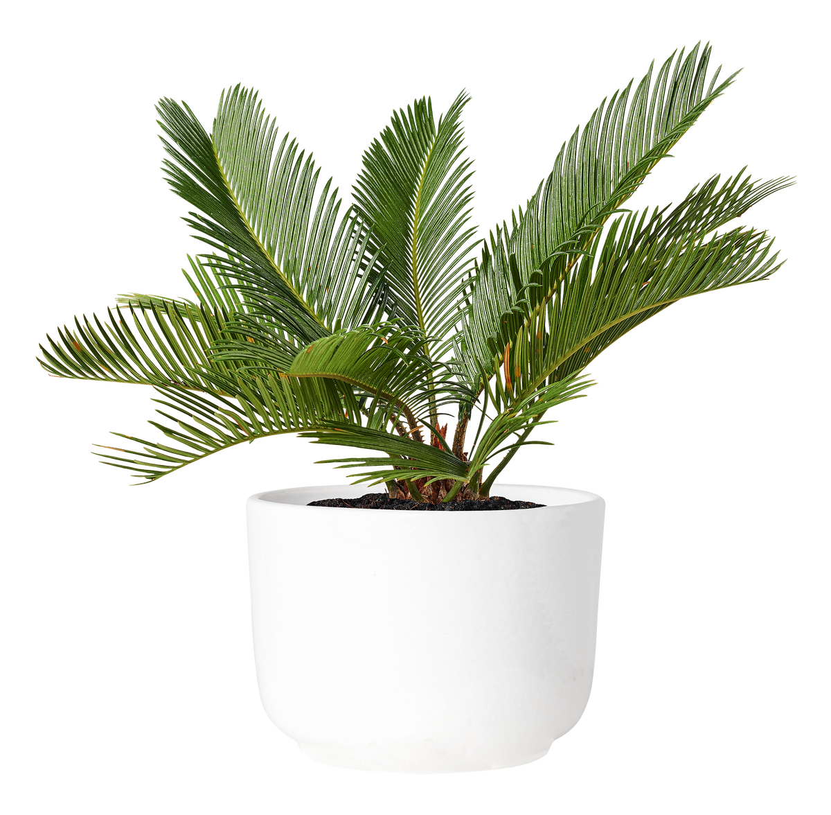 Sago palm, a plant toxic to cats and dogs