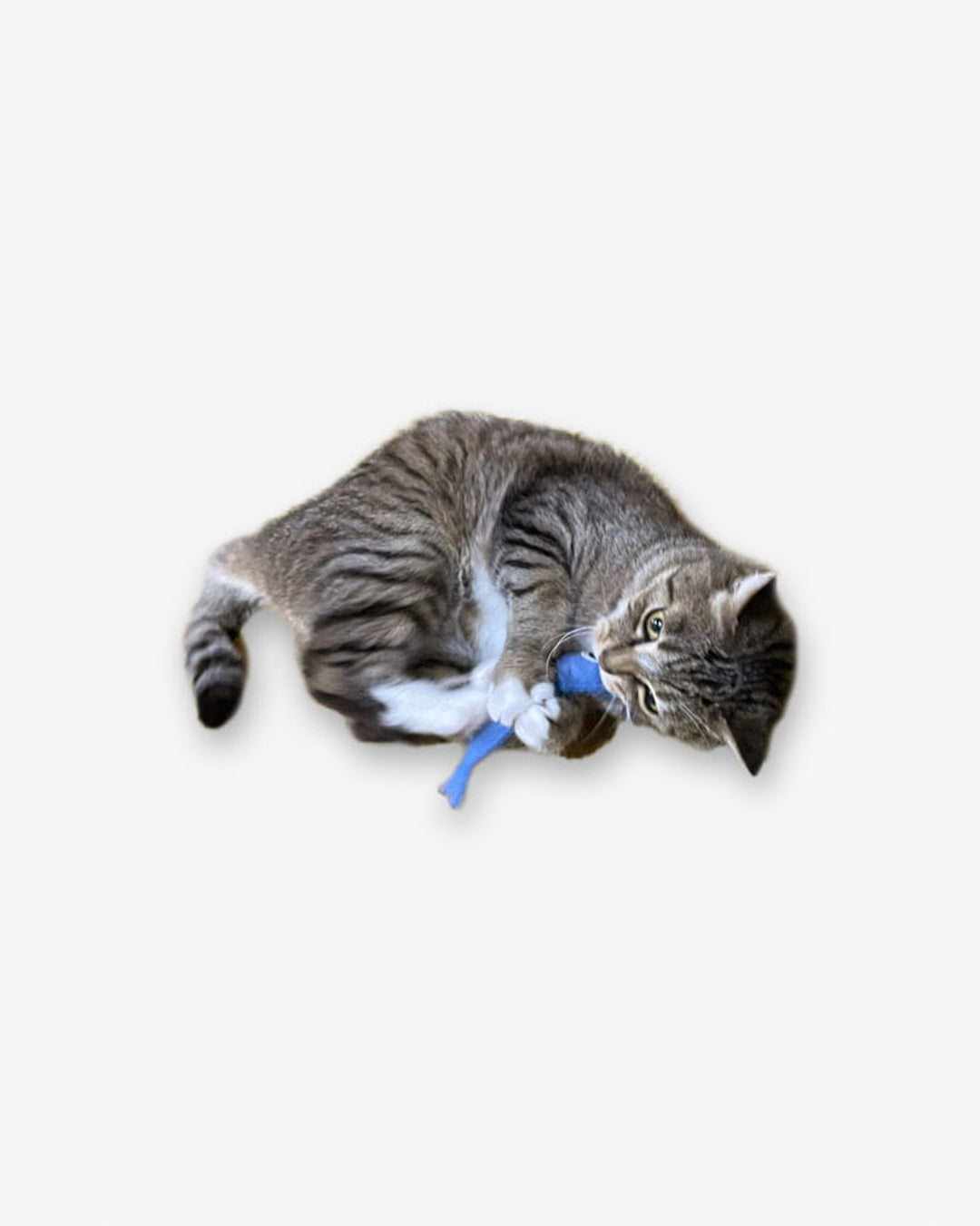 Anchovy Catnip Toy