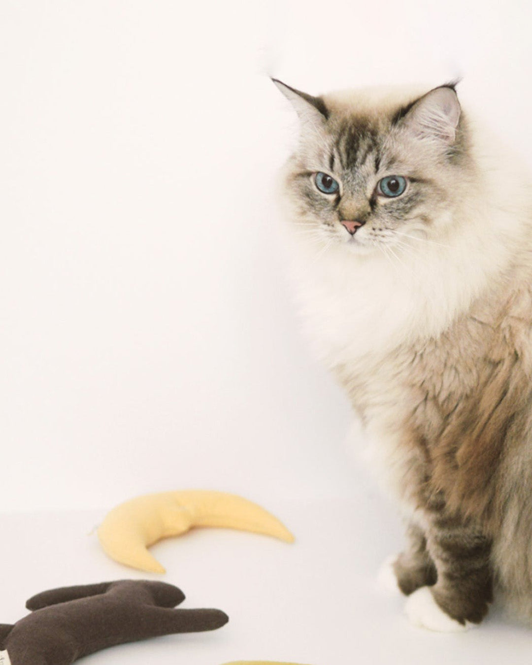 Dal Toki with Catnip