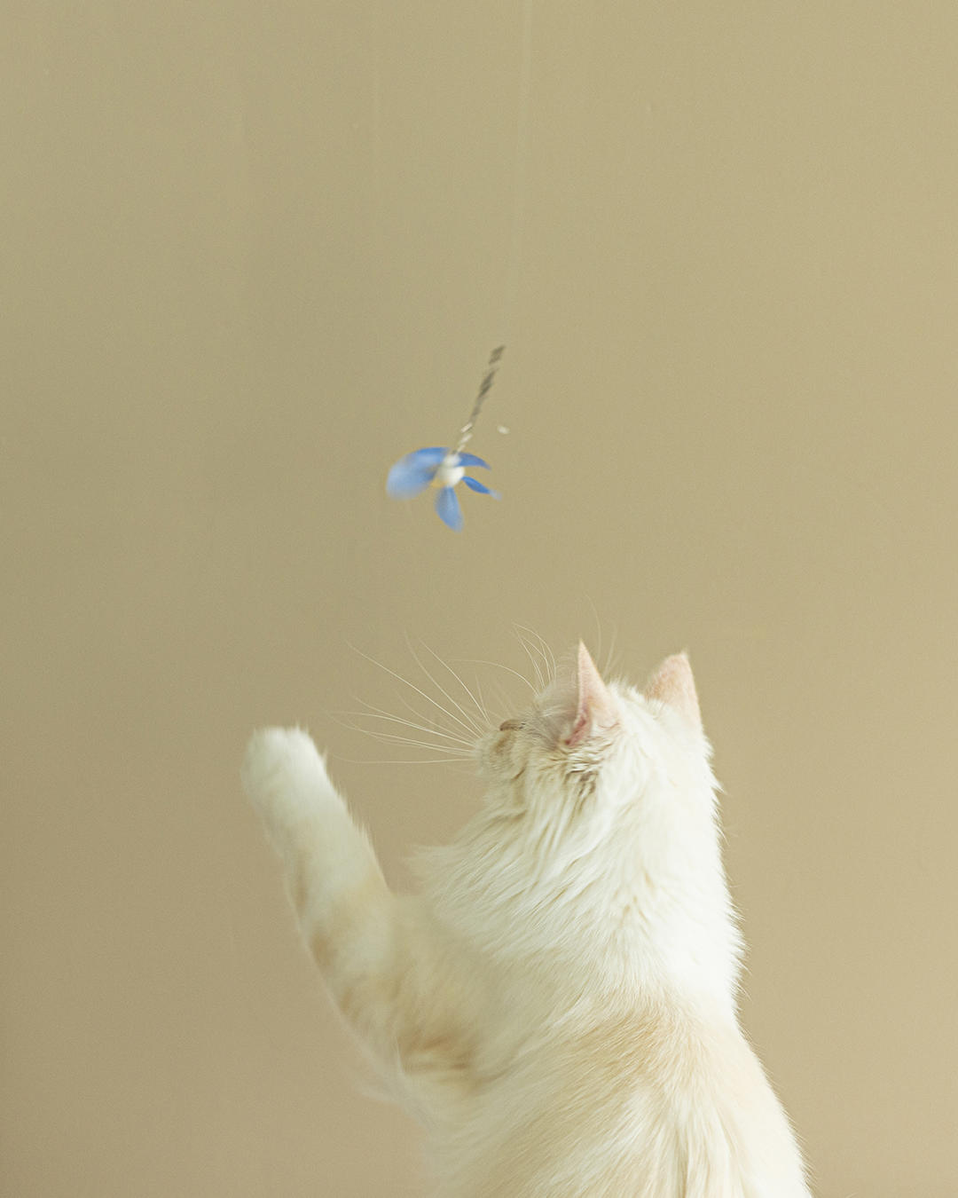 Petal Cat Teaser Attachments (3 Pieces)