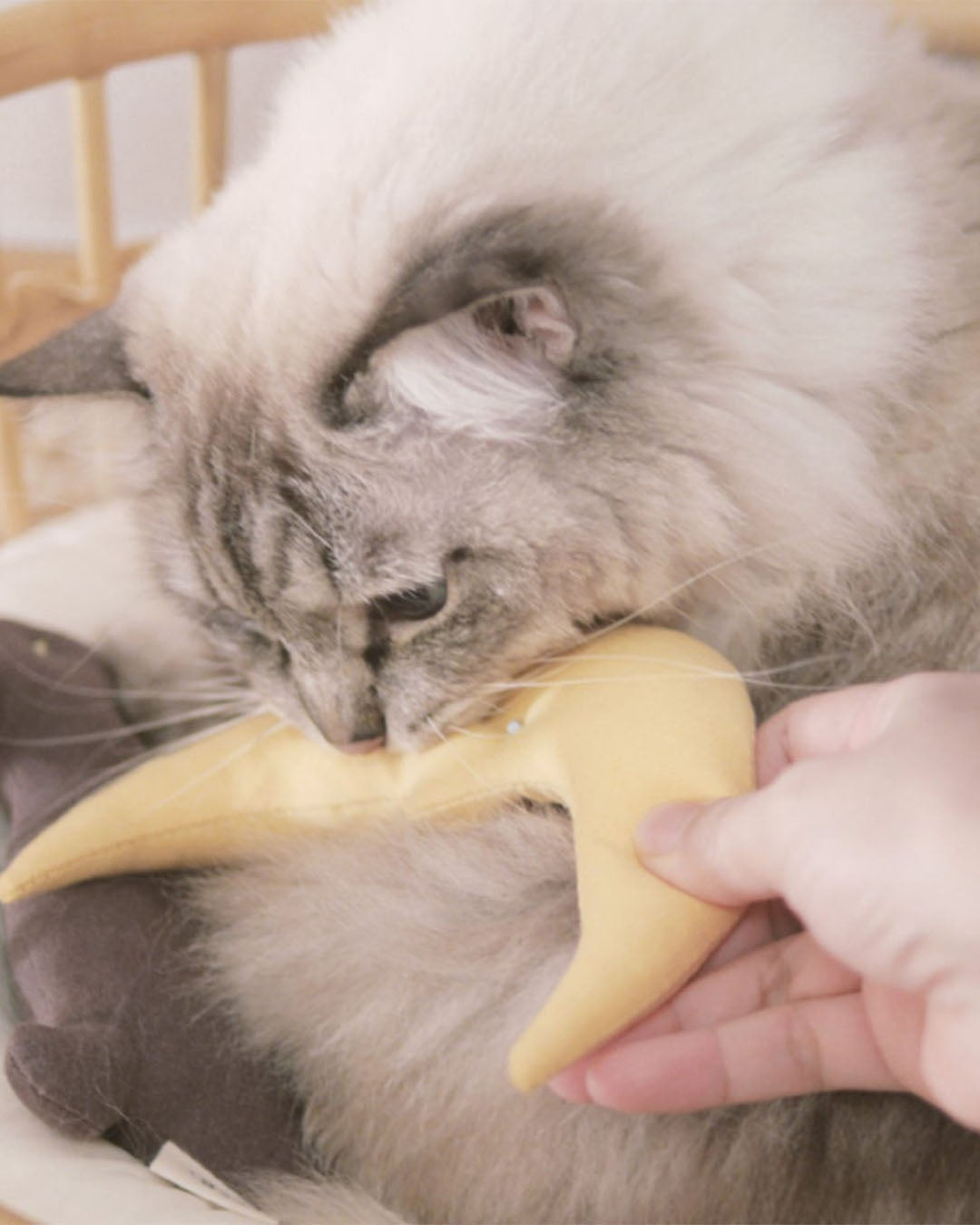 Old Moon with Catnip