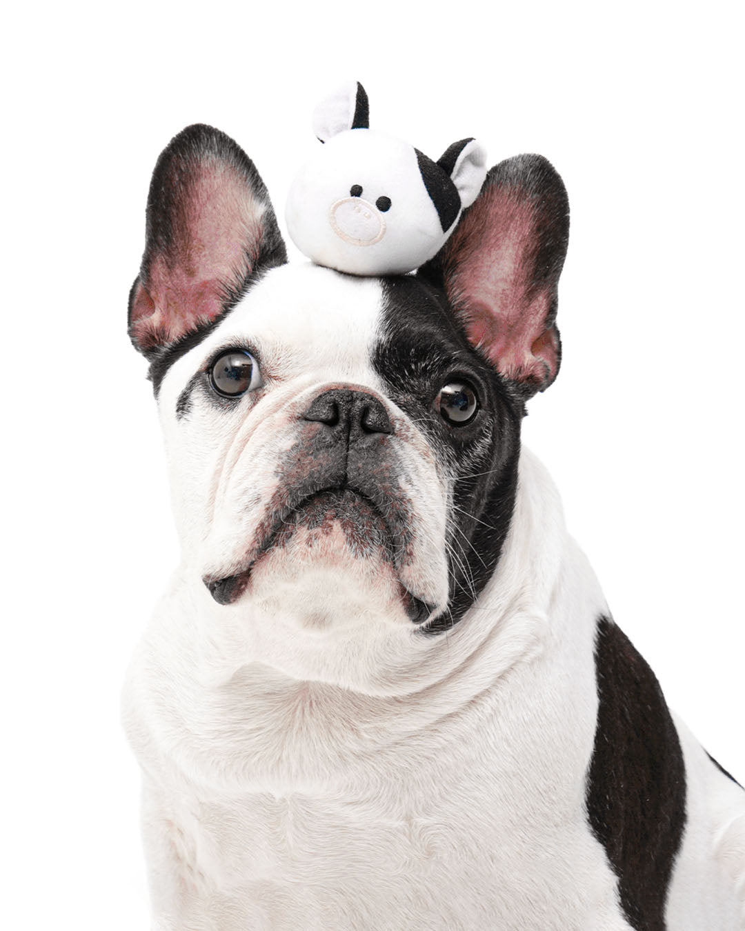 UFO Cow Abduction Tug Toy