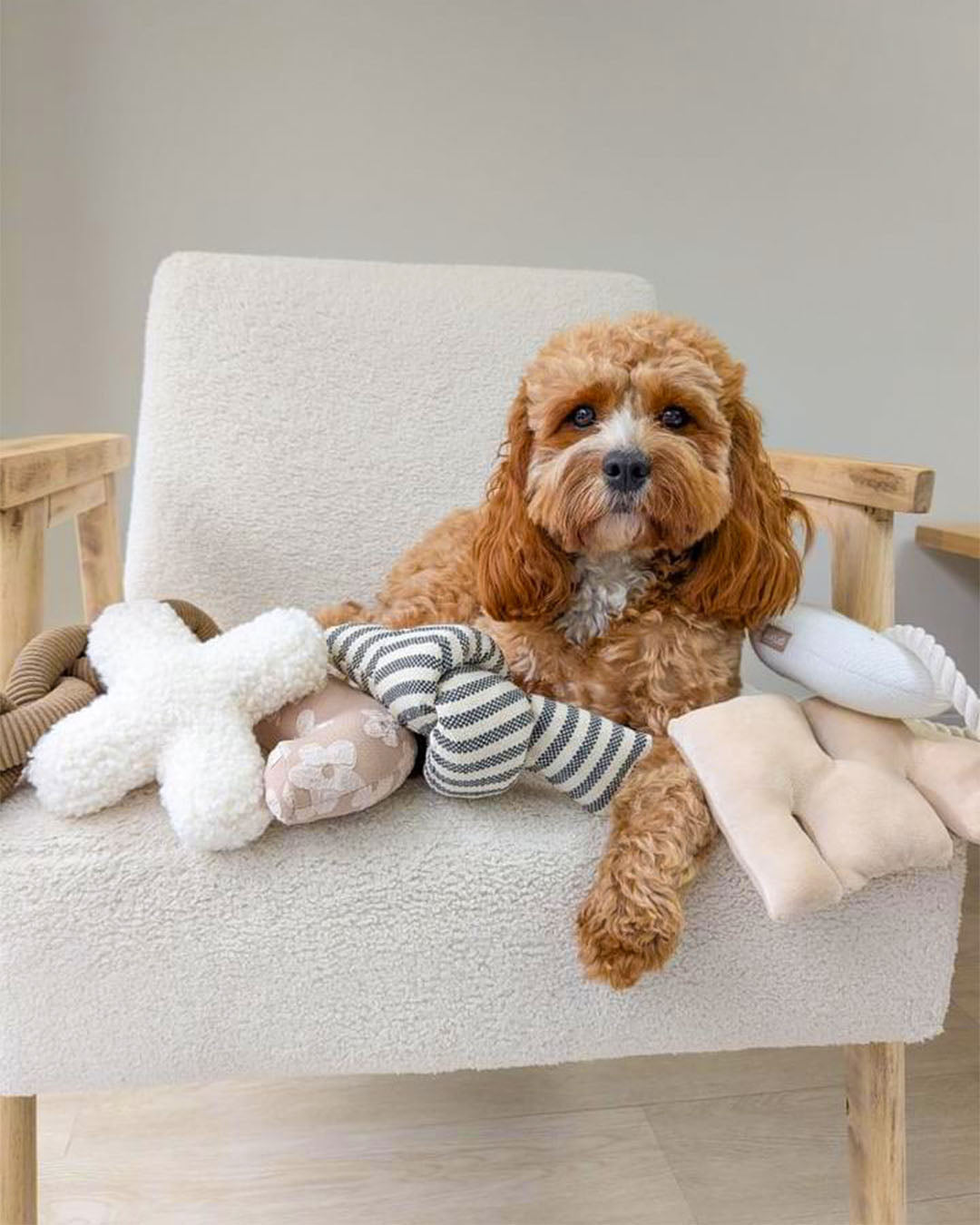 Small white dog with Knot Plush Toy with Crinkle from Design for Pets