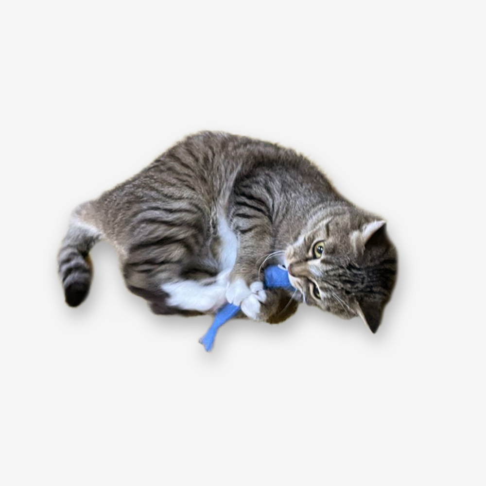 A cat playing with the anchovy-shaped catnip toy.