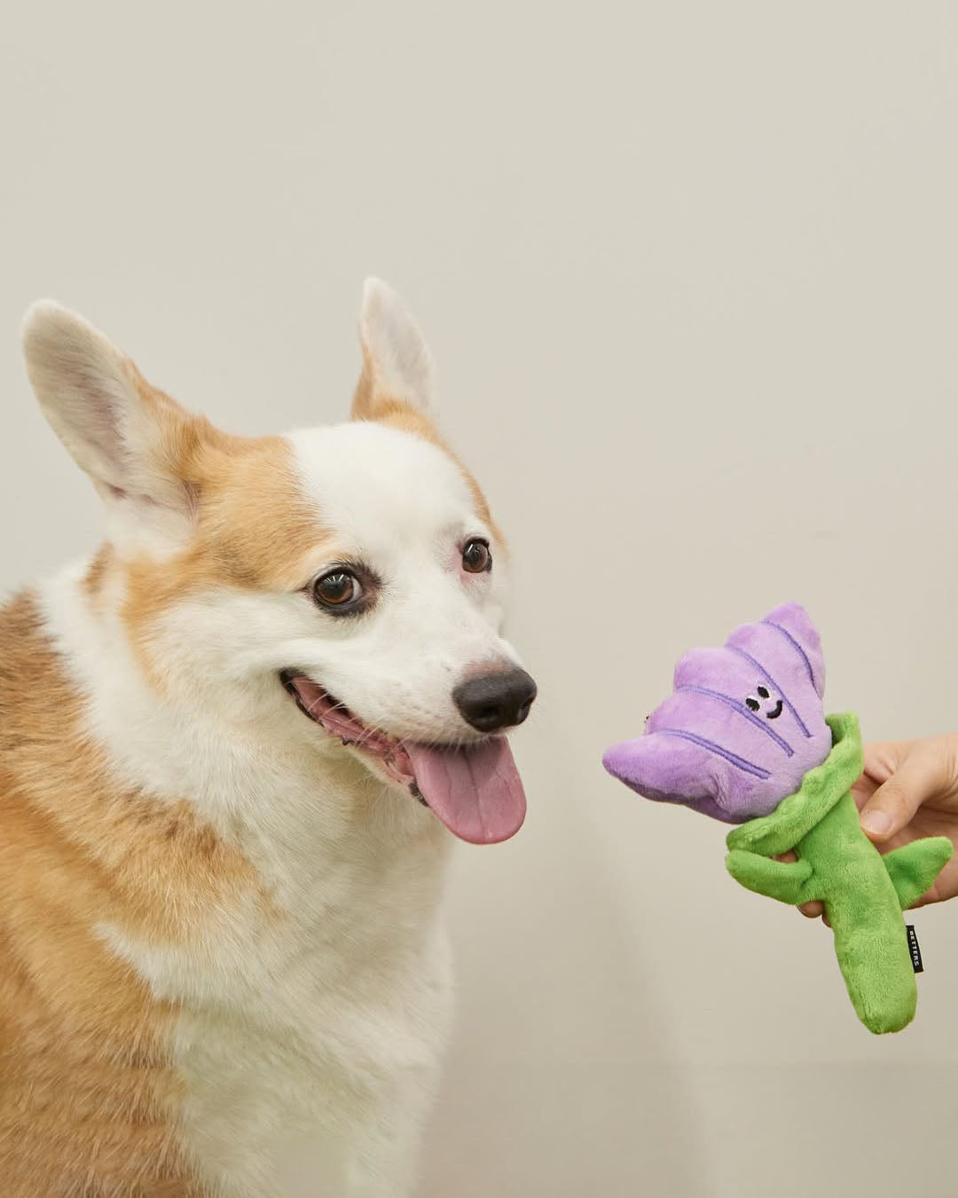 Crinkle Squeaker Toy - Anemone
