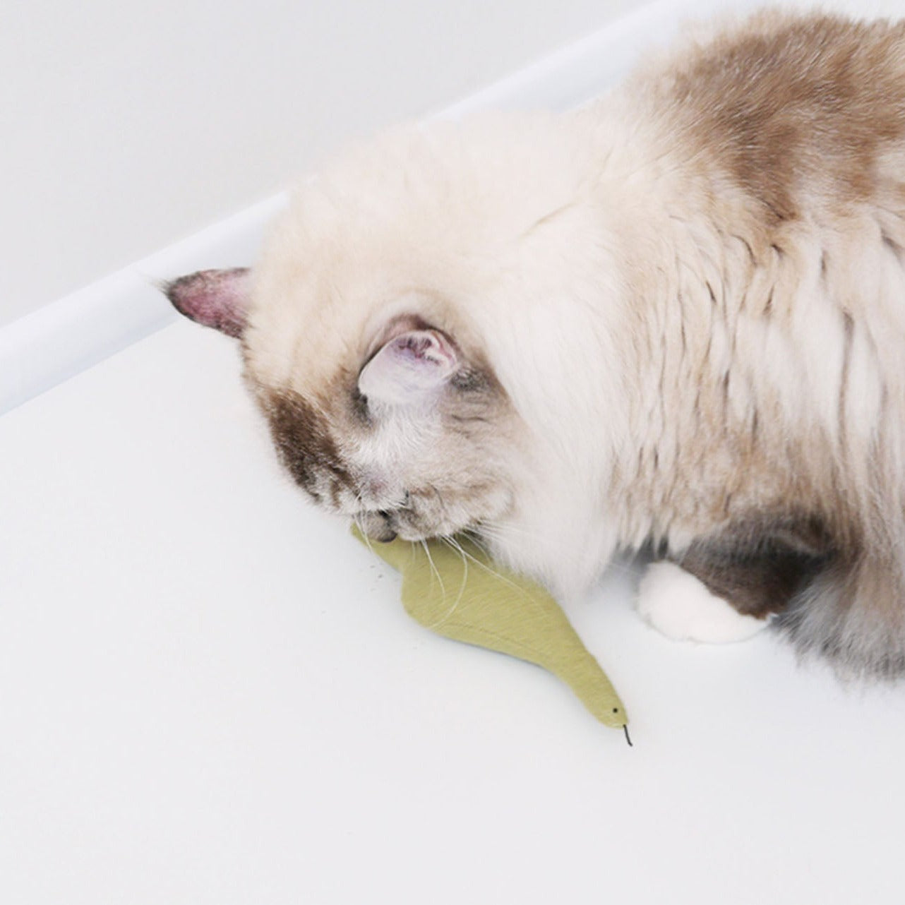 A cat sniffing Boa Snake with Catnip.