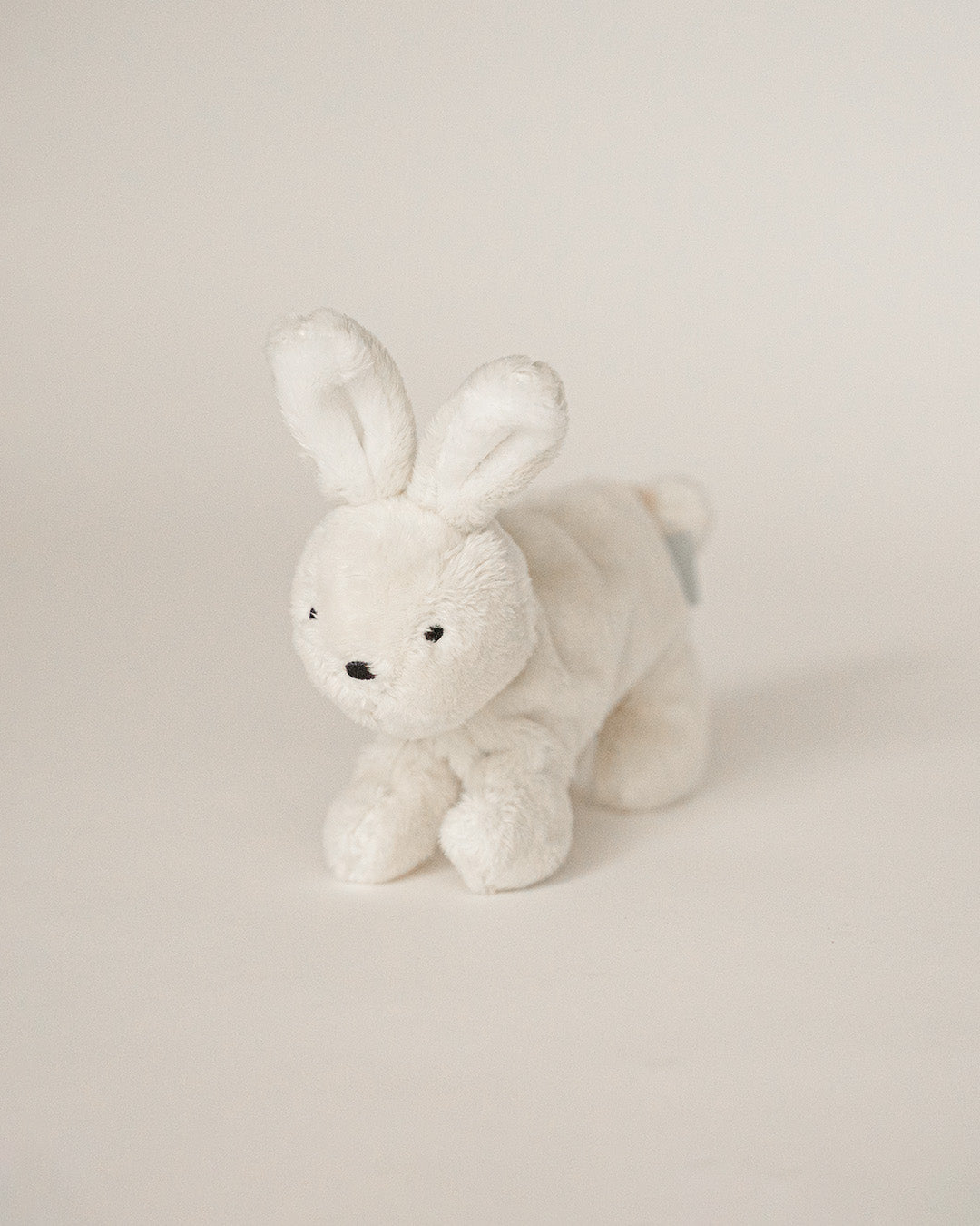 Buddy Bunny