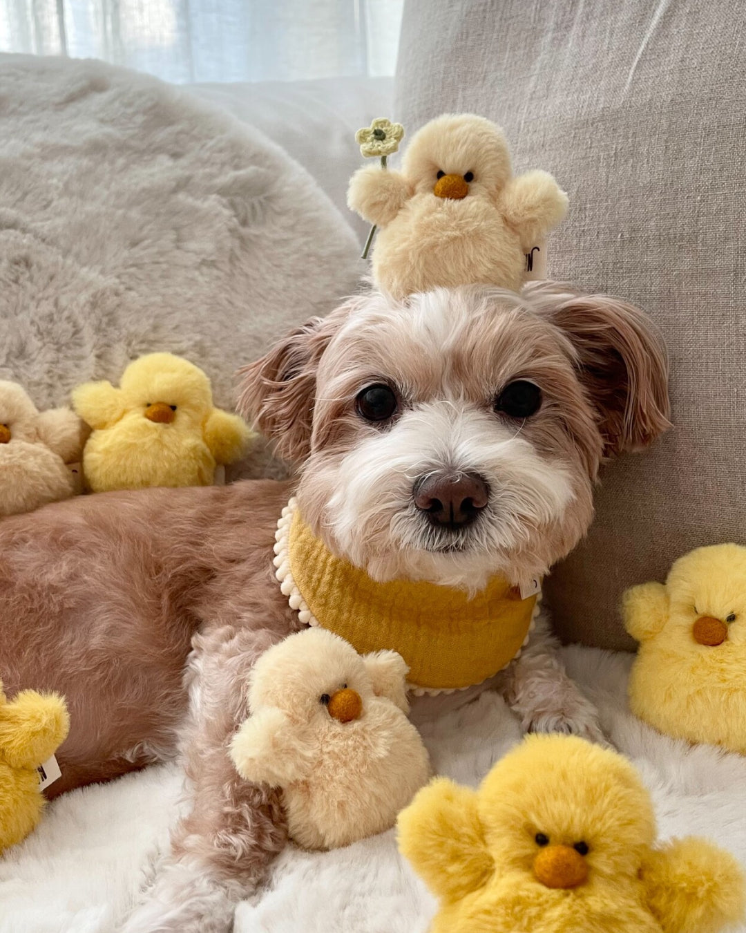 Chick Squeaky Dog Toy