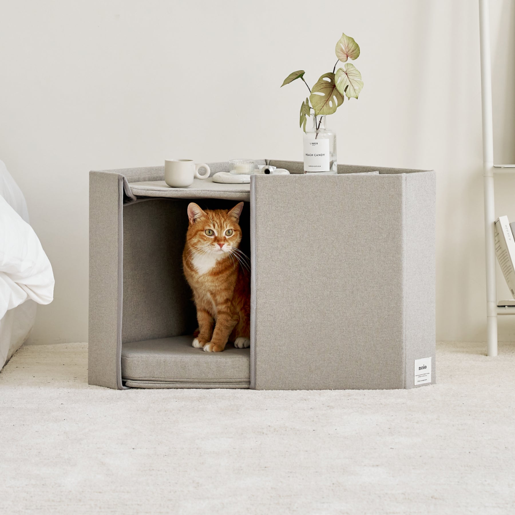 A cat standing inside the Corner House.