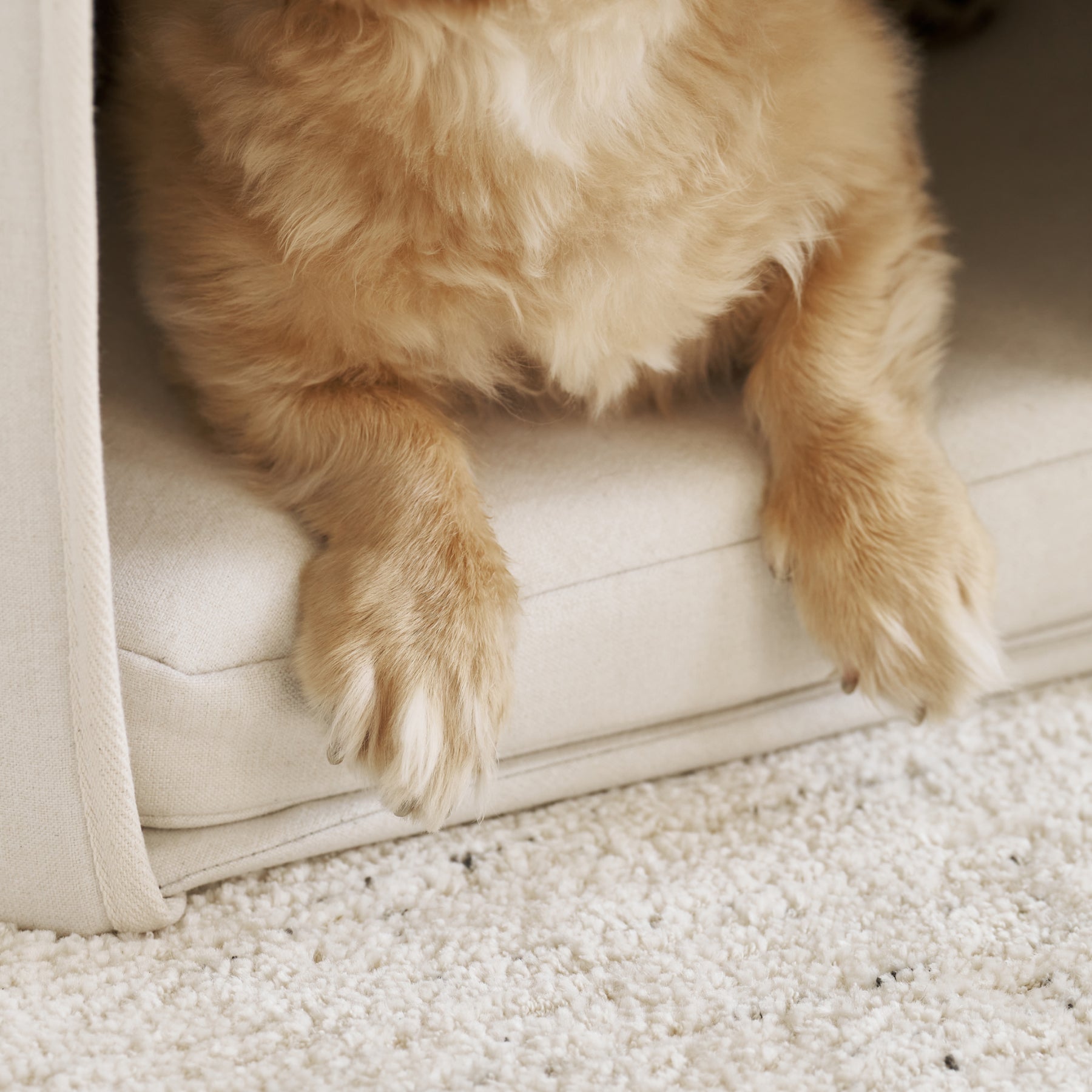 A small dog's feet sitting on top of the comfortable cushion inside the Corner House.