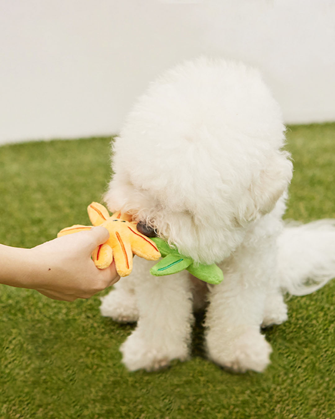 Crinkle Squeaker Toy - Cosmos