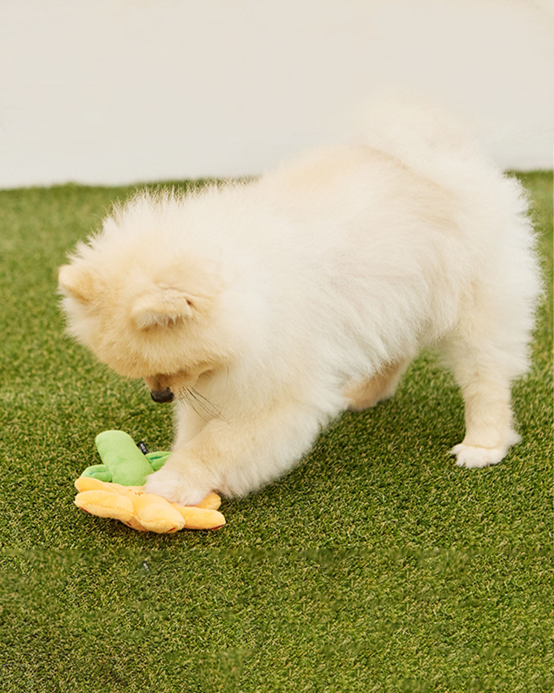 Crinkle Squeaker Toy - Cosmos