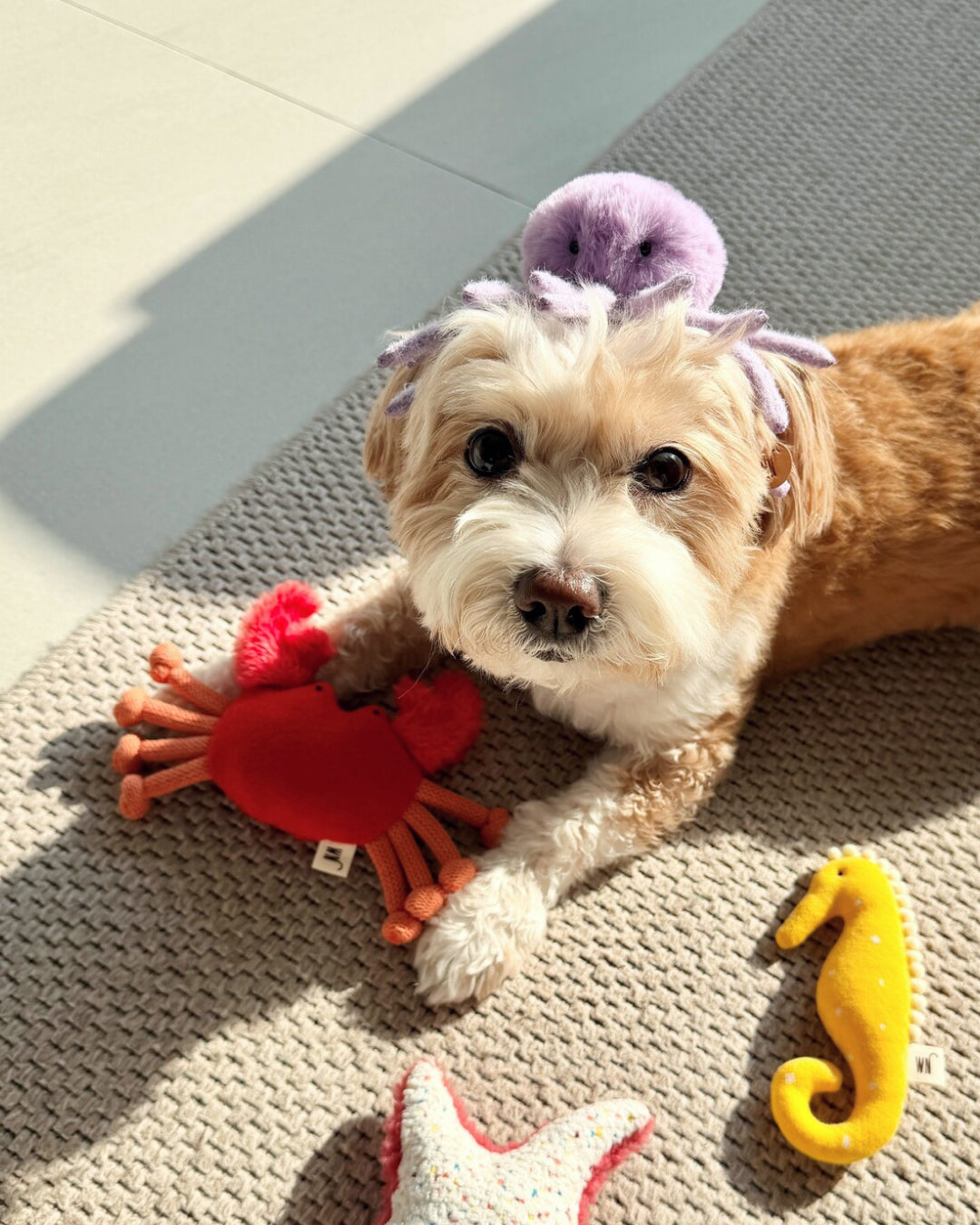 Crab Squeaky Dog Toy