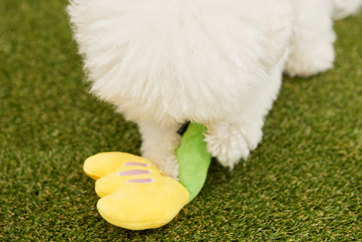 A cute dog's foot stepping on the Crinkle Squeaker Toy Buttercup.