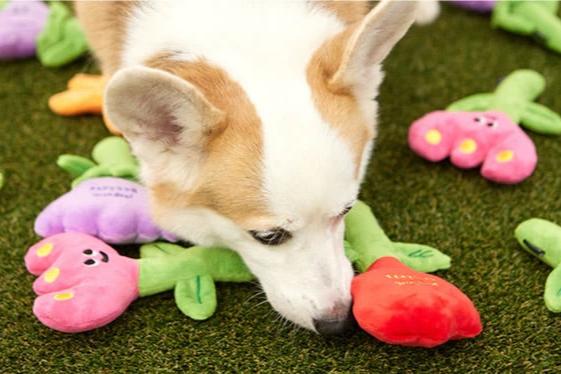 A dog sniffing Crinkle Squeaker Toy.