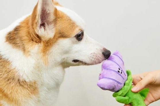 A dog playing with Crinkle Squeaker Toy.