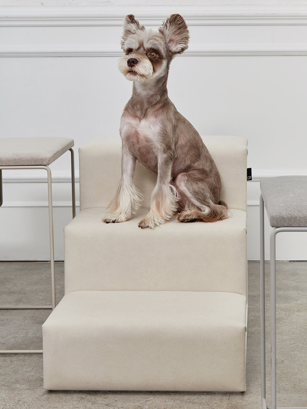 A small dog using the Dig Step to reach a sofa, demonstrating its practical functionality in daily life.