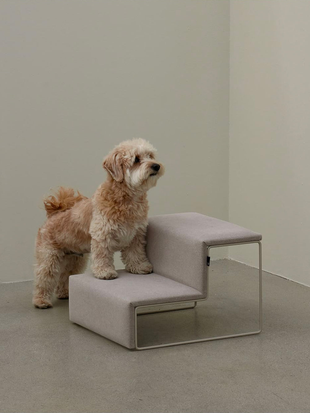 A small dog sitting comfortably on the top step of the Dig Step, enjoying the cushioned surface.