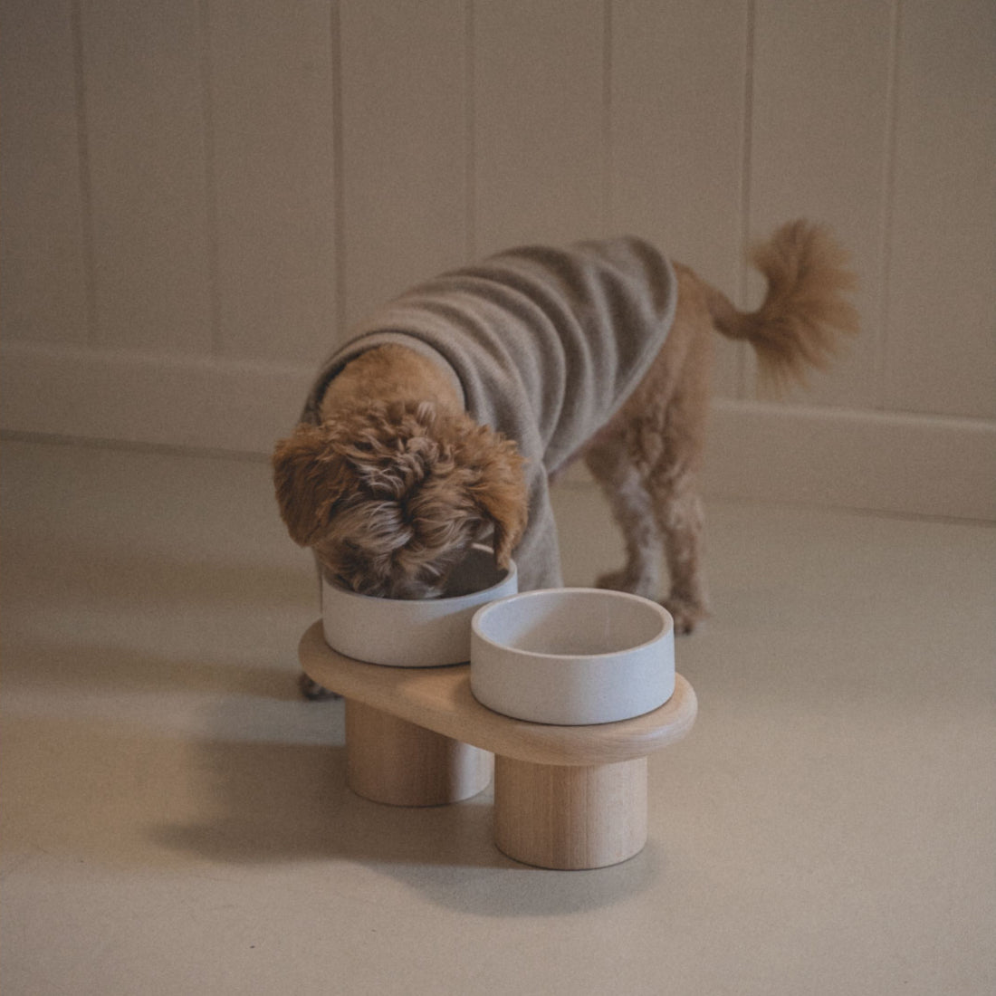 A dog approaching the Dumbo Table, demonstrating its inviting design and comfortable accessibility.