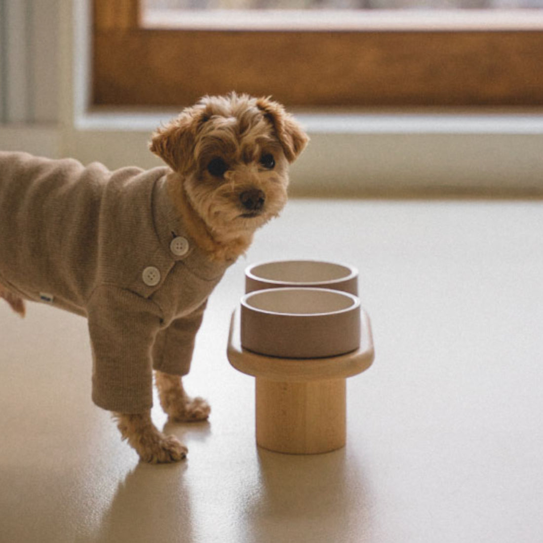 A small dog eating from the Dumbo Table, demonstrating its ergonomic height and functionality.