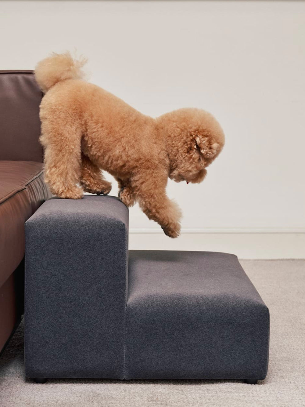 A playful dog interacting with the Extended Step, showcasing its durability and pet-friendly features.