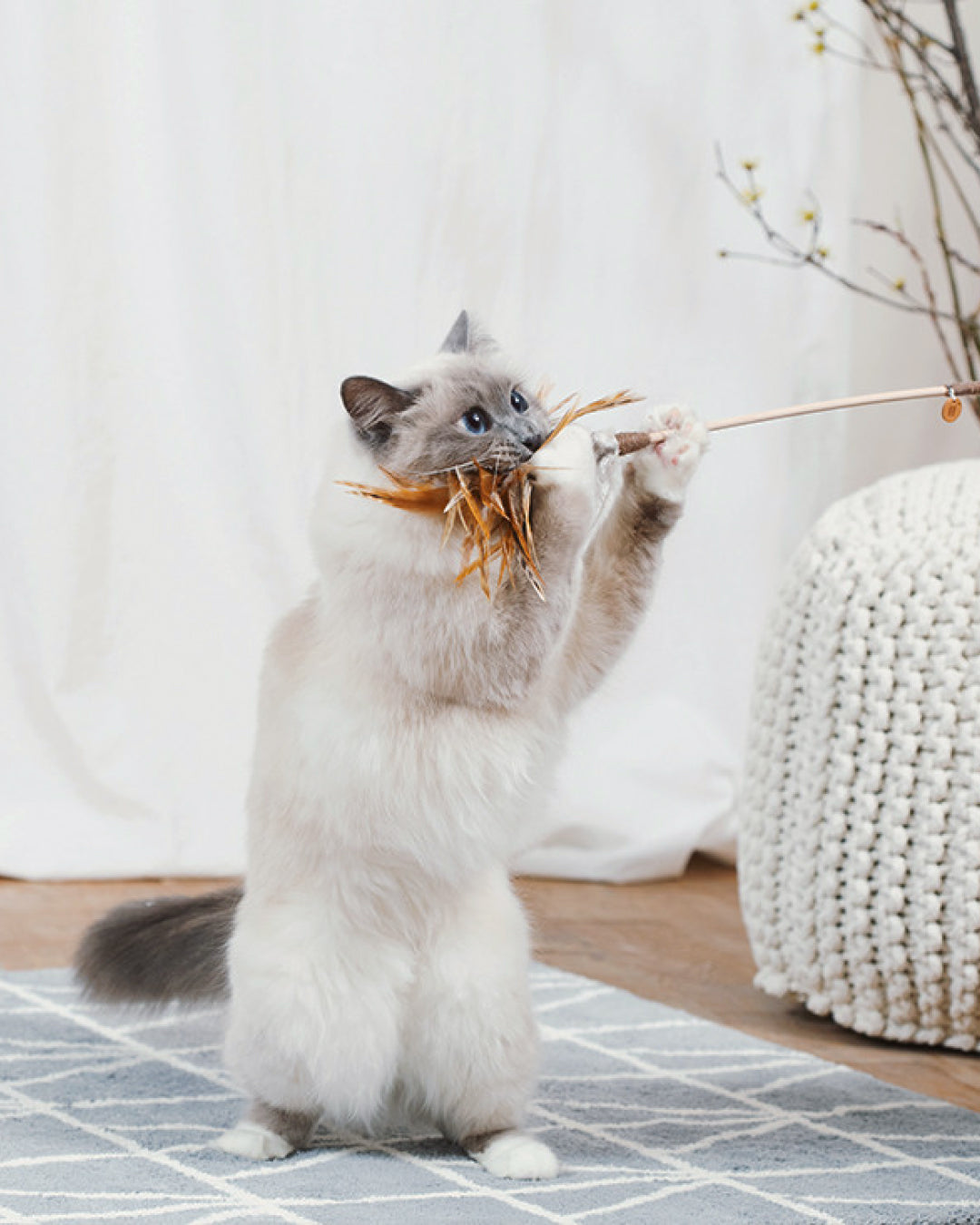 Feather Cat Wand