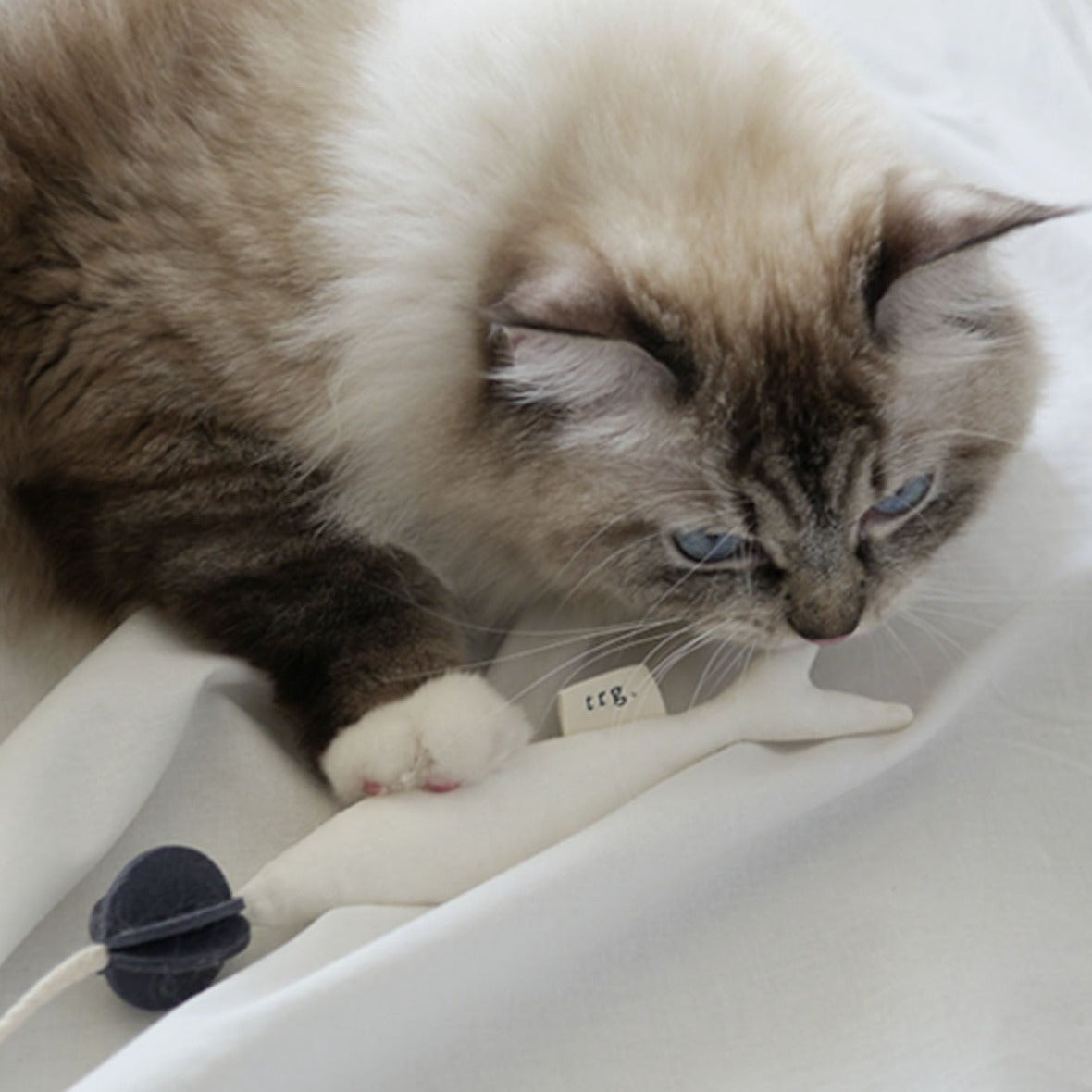 A playful cat pouncing on the Fish and Chews toy, showcasing its ability to stimulate active behavior.