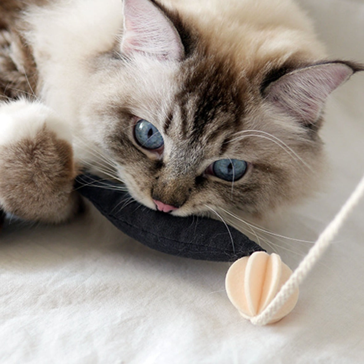 A cat lounging next to the Fish and Chews toy, illustrating its appeal during rest and play moments.