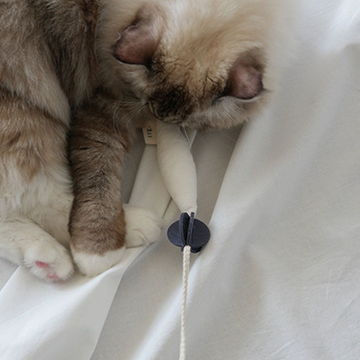 A curious cat reaching out to paw at the Fish and Chews toy, highlighting its interactive play potential.