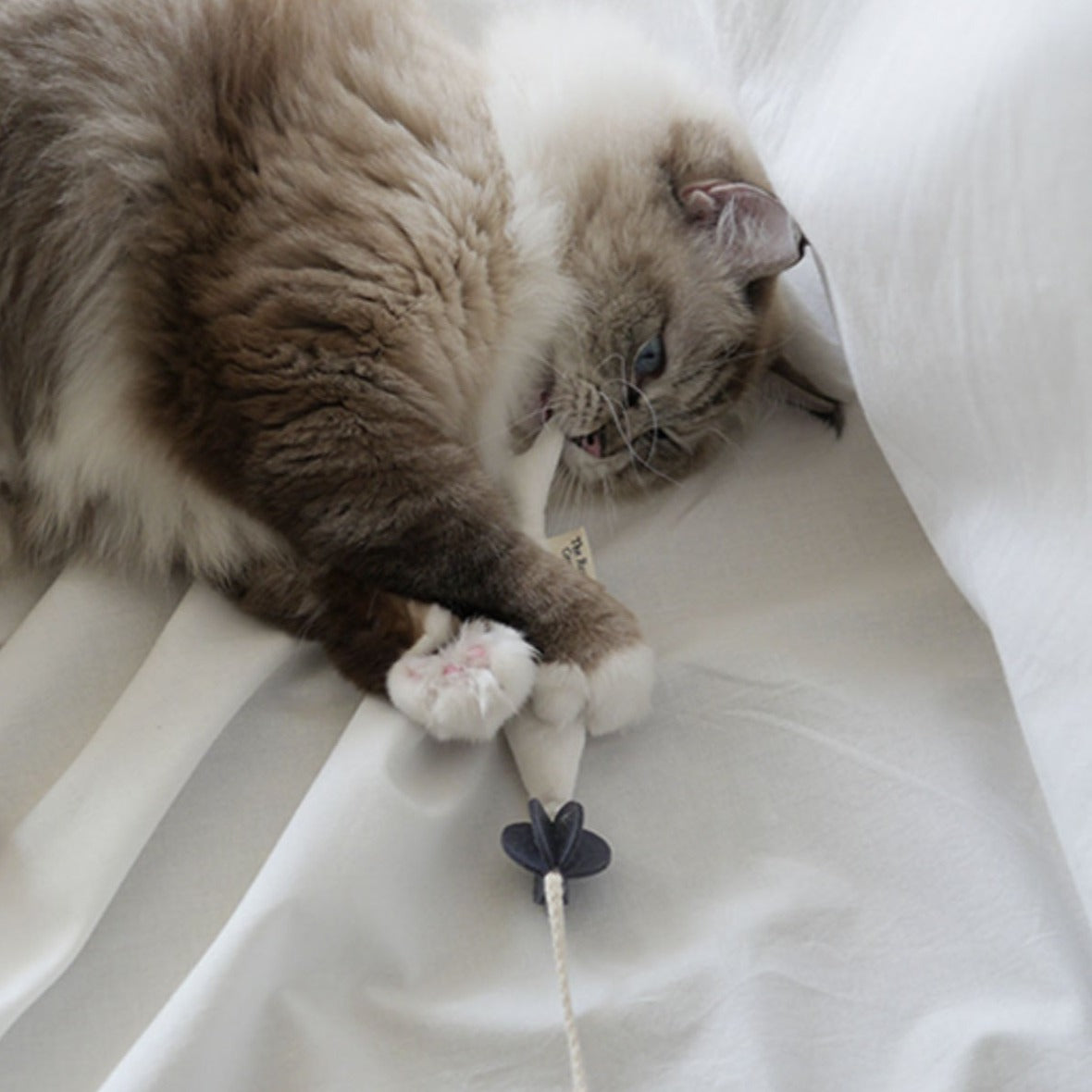 A cat biting the fish component of the Fish and Chews toy, demonstrating its appeal and durability.