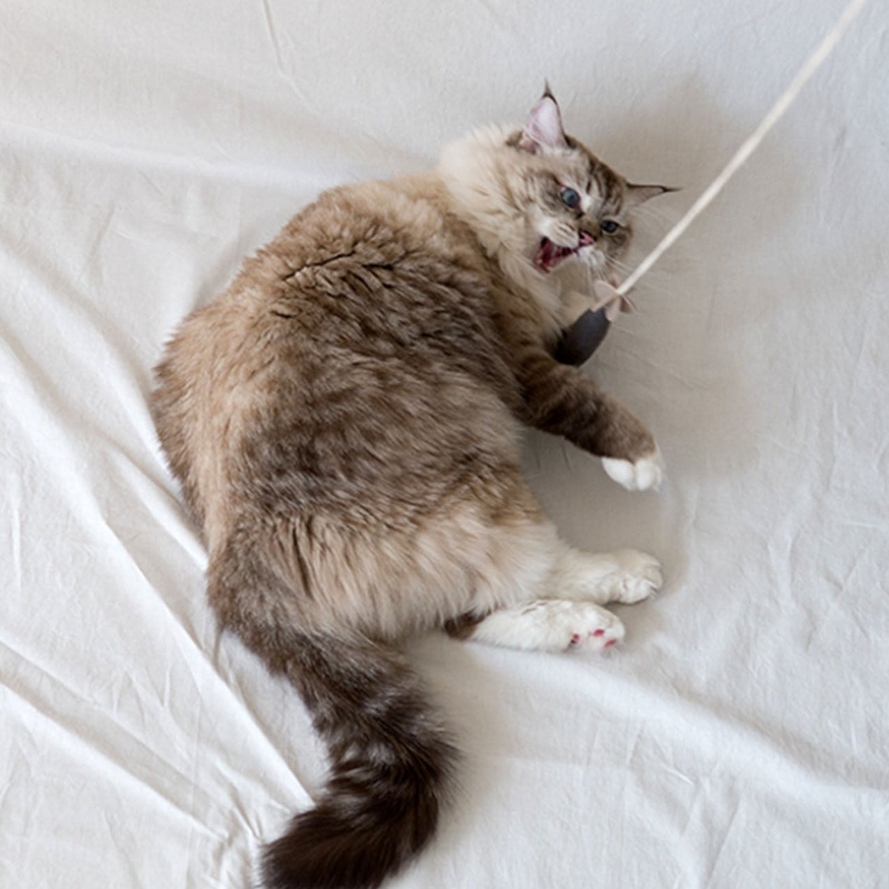 A cat batting at the Fish and Chews toy, illustrating its versatility for different pets.