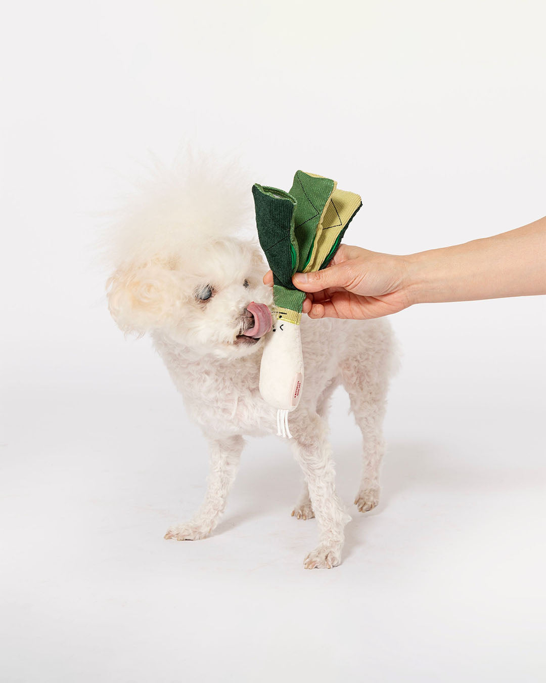 Small white dog mouthing green onion nosework plush toy on white background