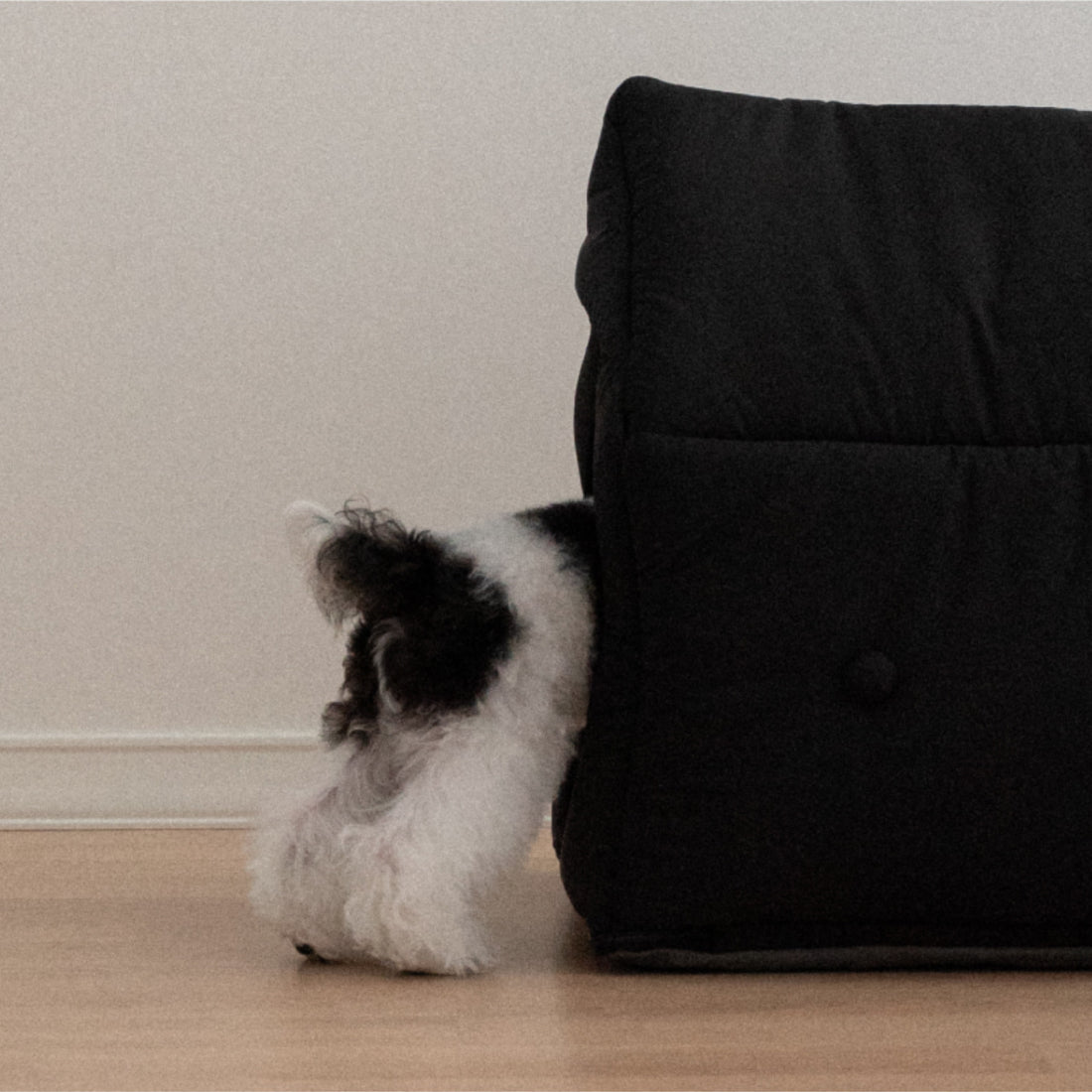 A dog entering the Informal House, demonstrating the accessible entryway for pets.