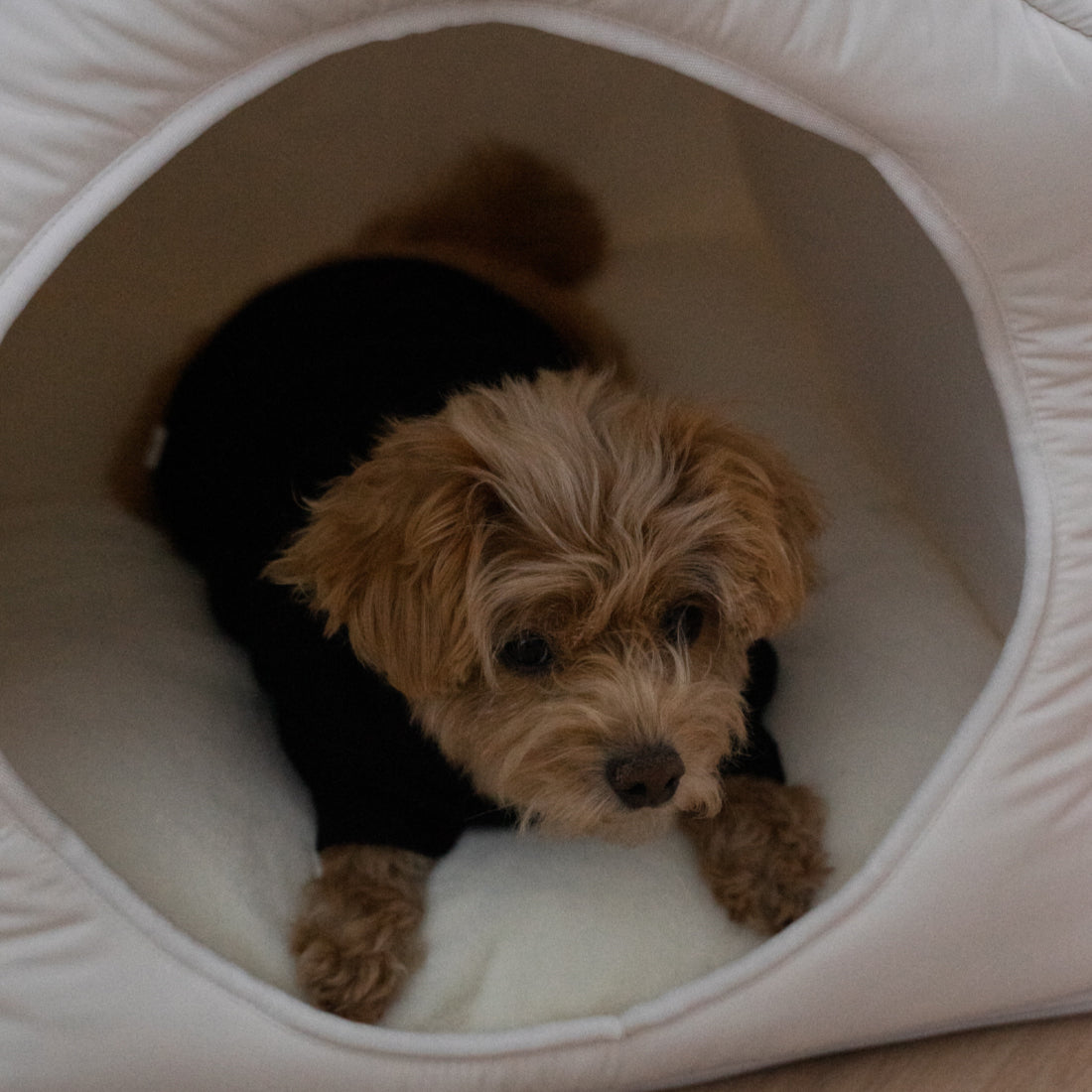 Close-up of the removable cushion inside the Informal House, emphasizing its plush comfort for pets.