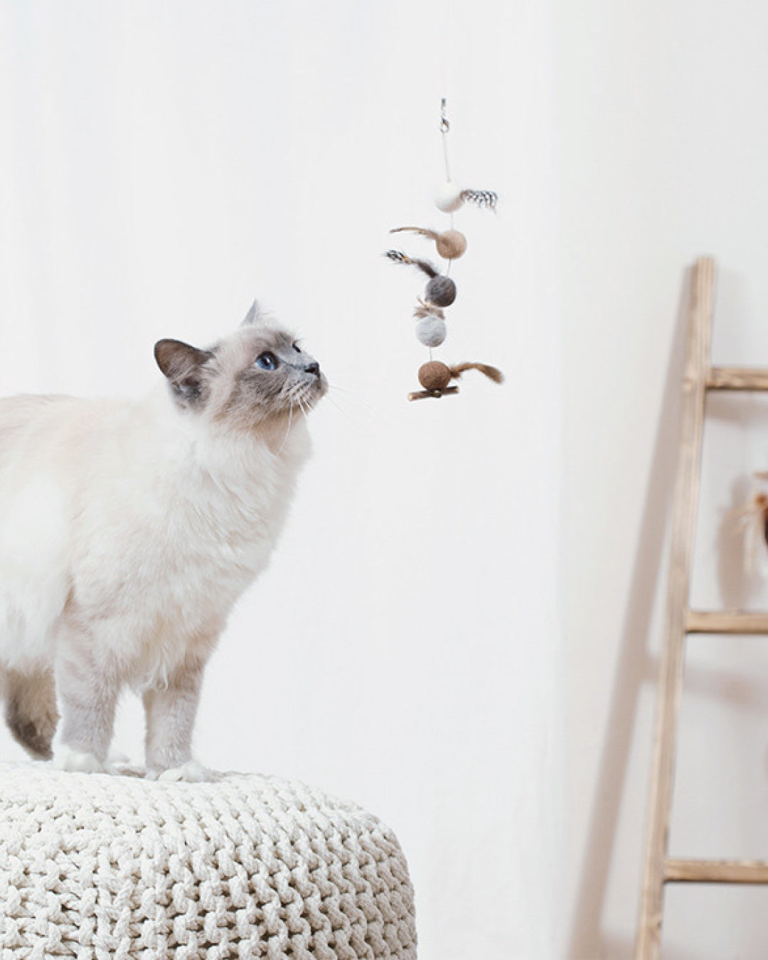 Leaving Bird Hanging Cat Toy