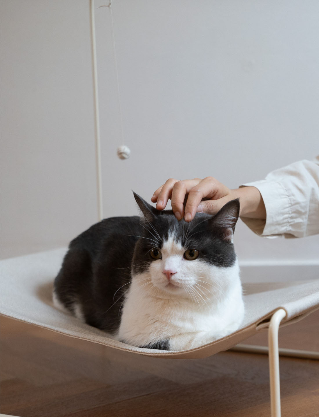 A pet owner gently swaying the Lullaby Hammock, demonstrating its soothing motion for relaxing pets.