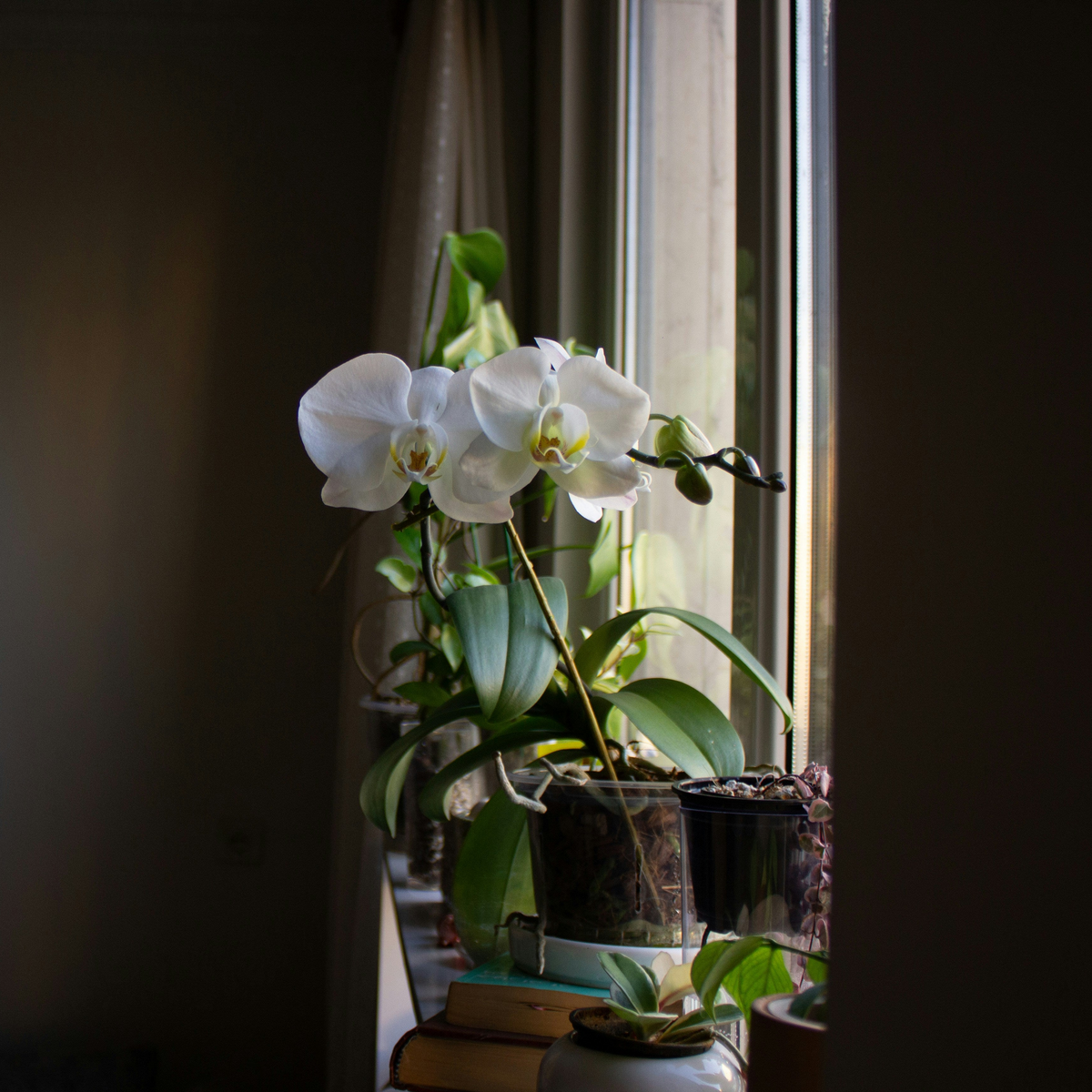 Phalaenopsis orchid, a cat friendly flower