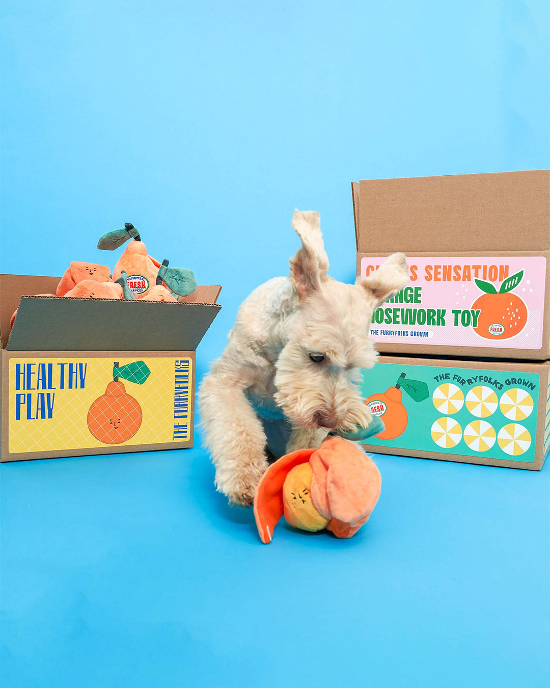 Dog playing with orange nosework plush toy on blue background