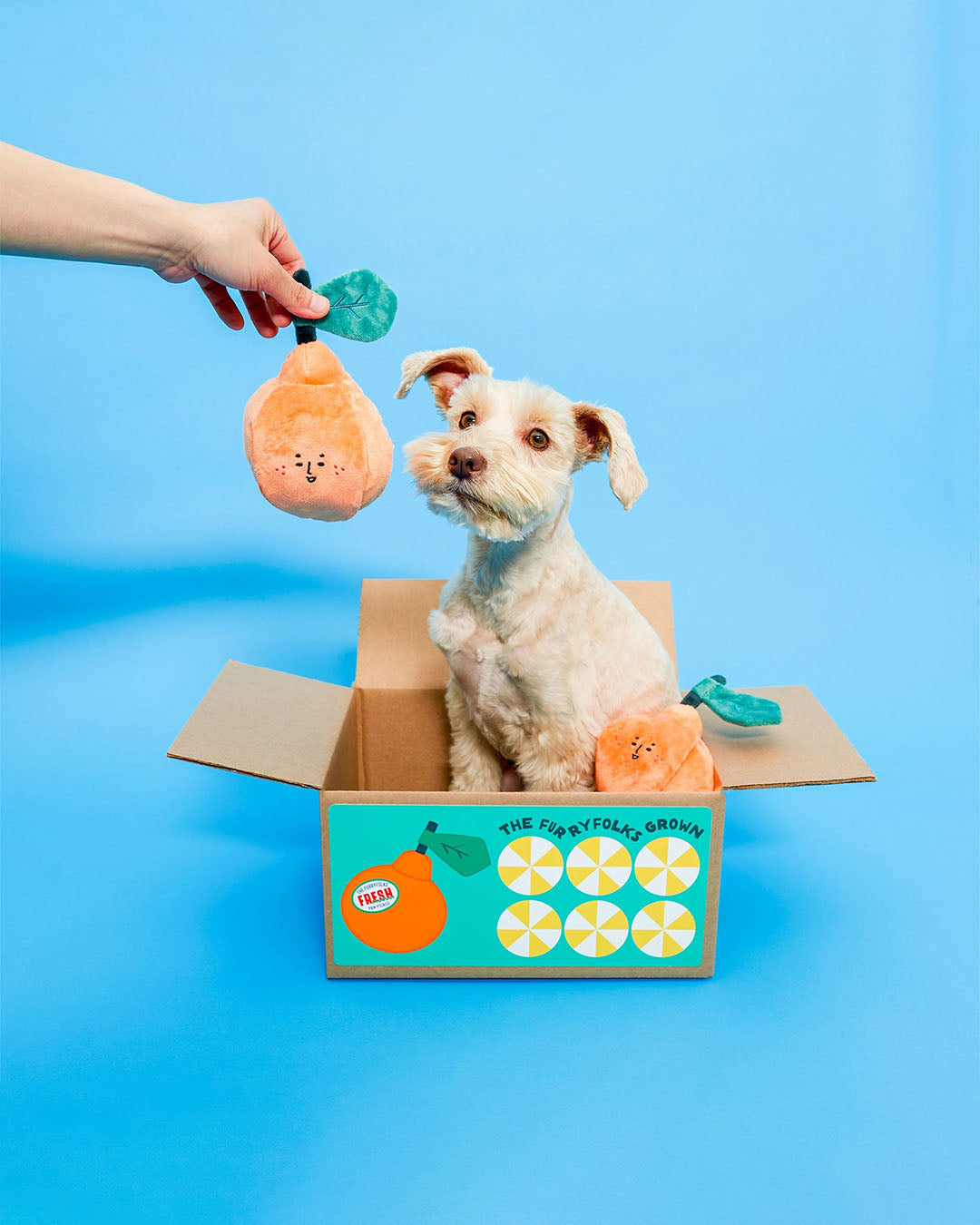 Dog reaching for orange nosework plush toy held by hand on blue background