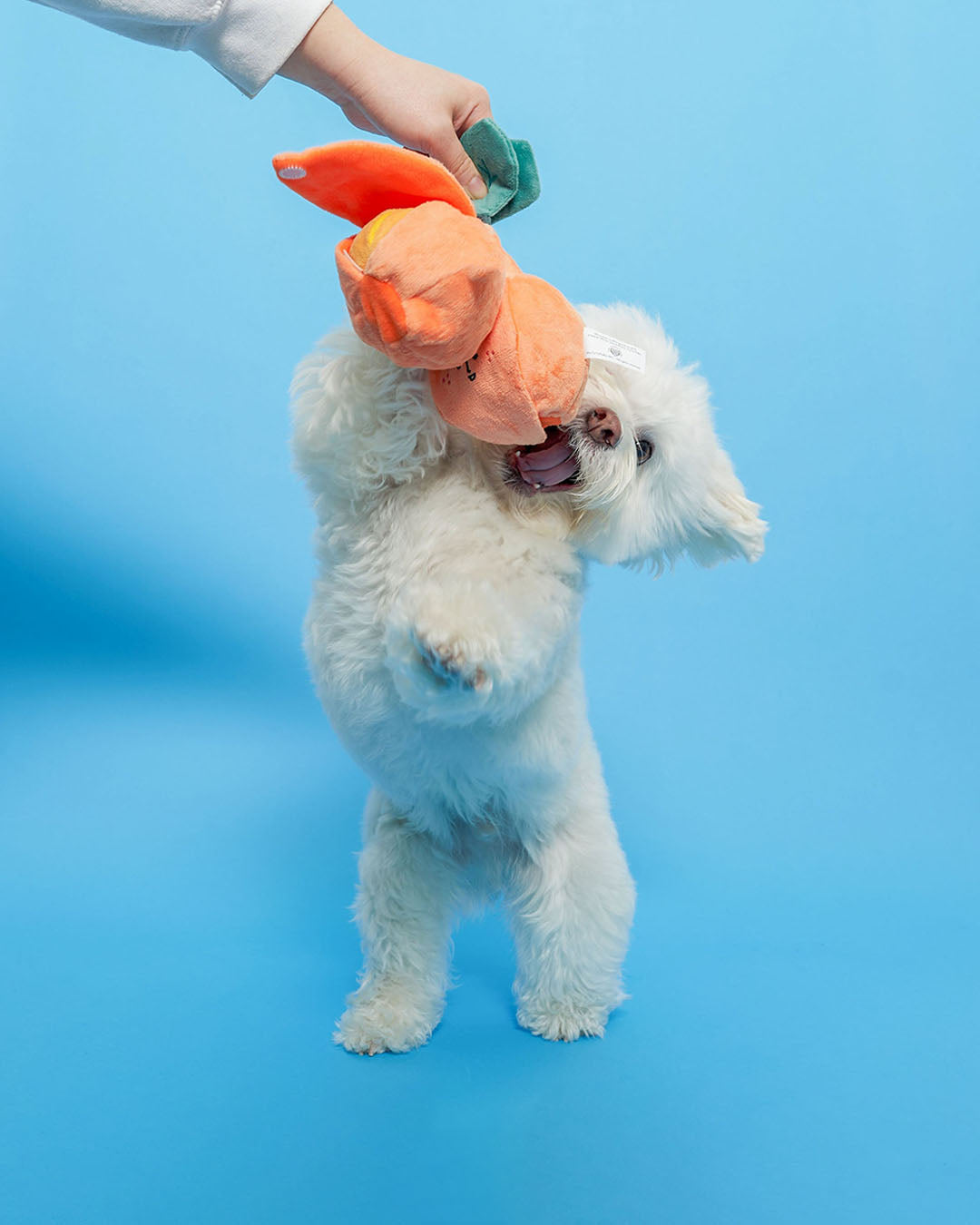 Dog standing and biting orange nosework plush toy on blue background