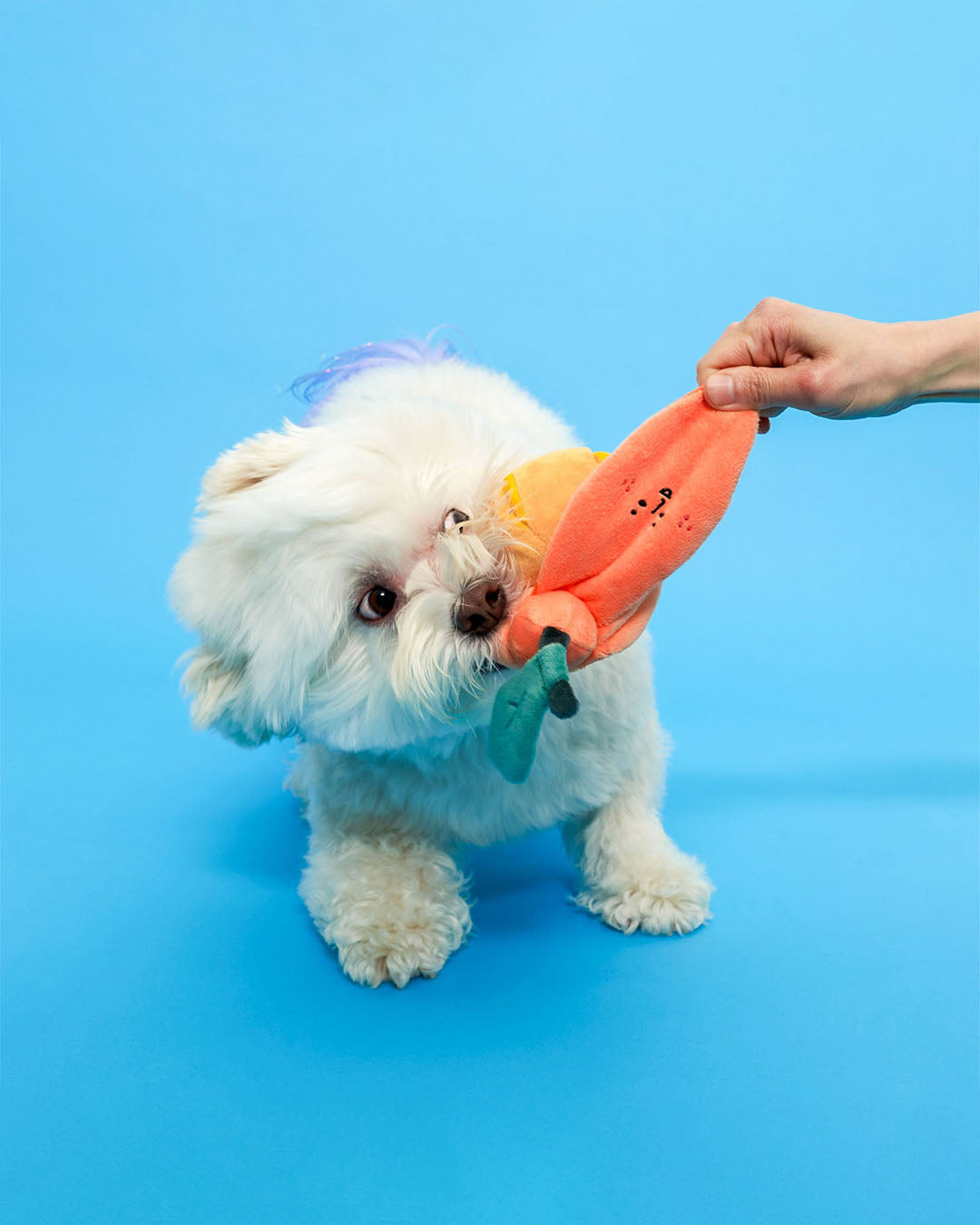 Dog tugging orange nosework plush toy held by hand on blue background