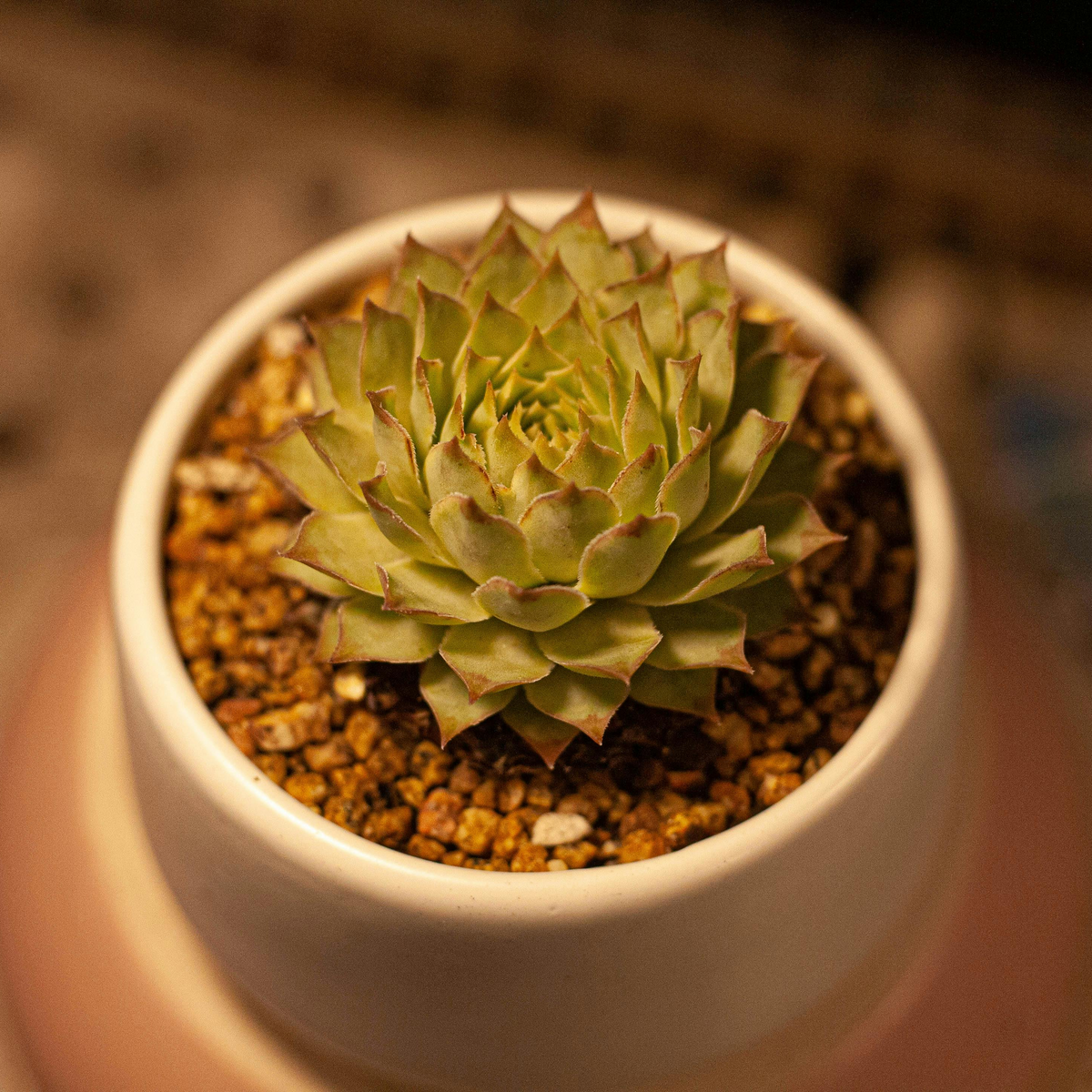 Hens and chicks succulents, pet-safe