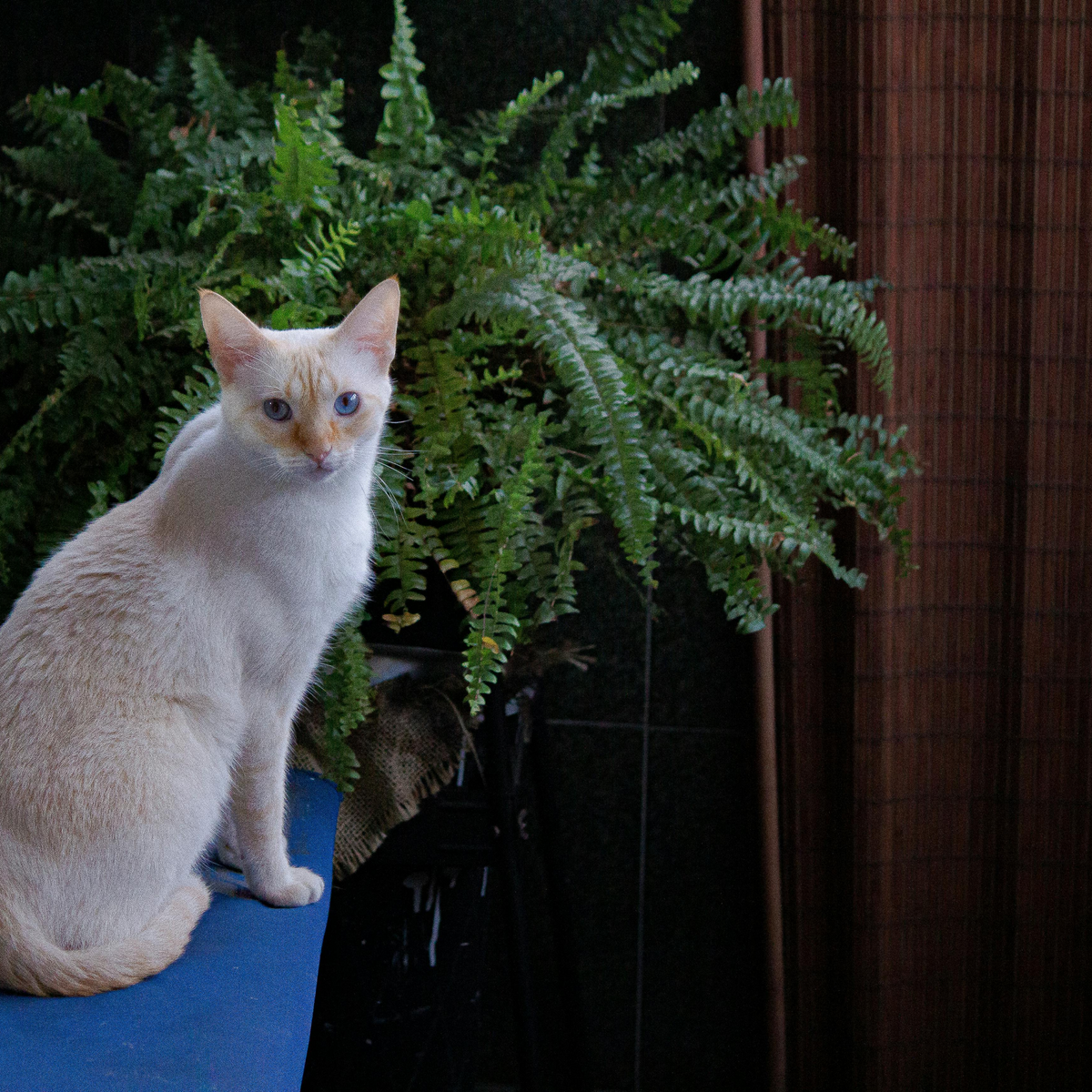 Boston fern in a bathroom, safe for pets