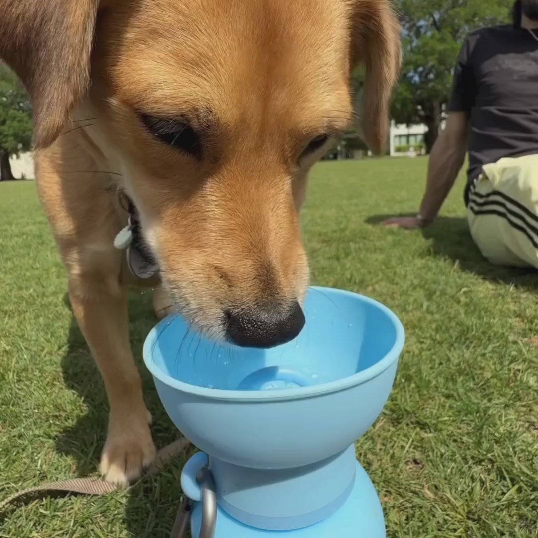 Close-up of a dog drinking from the built-in bowl of a sky blue portable dog water bottle on a sunny day.