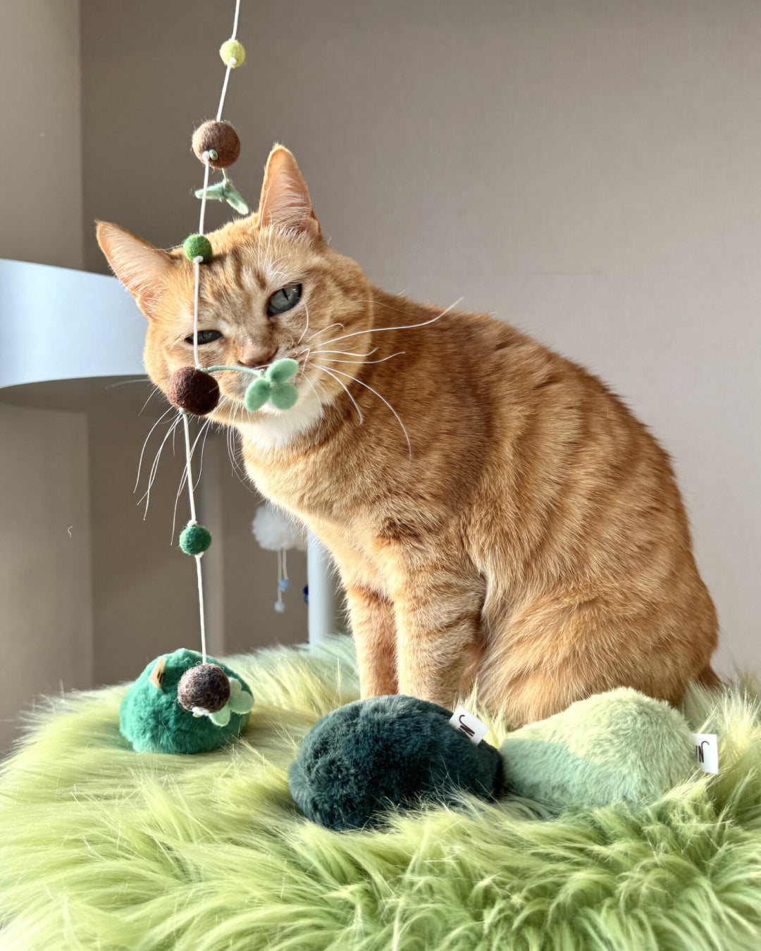 Sprout Cat Teaser with Bell